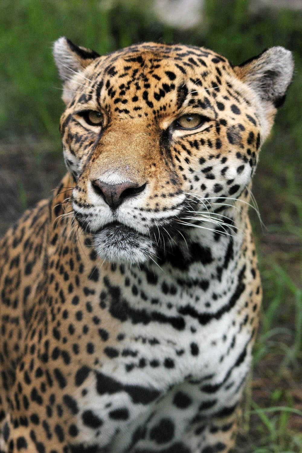 1000X1500 Leopard Wallpaper and Background