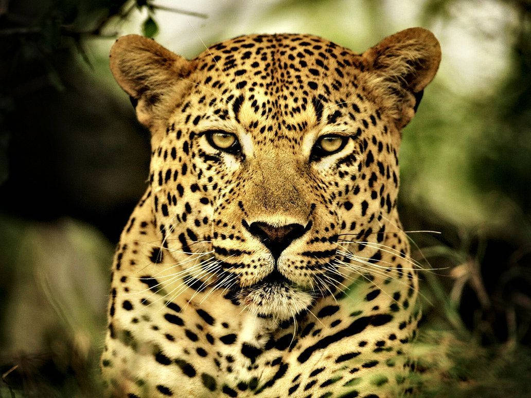 1032X774 Leopard Wallpaper and Background