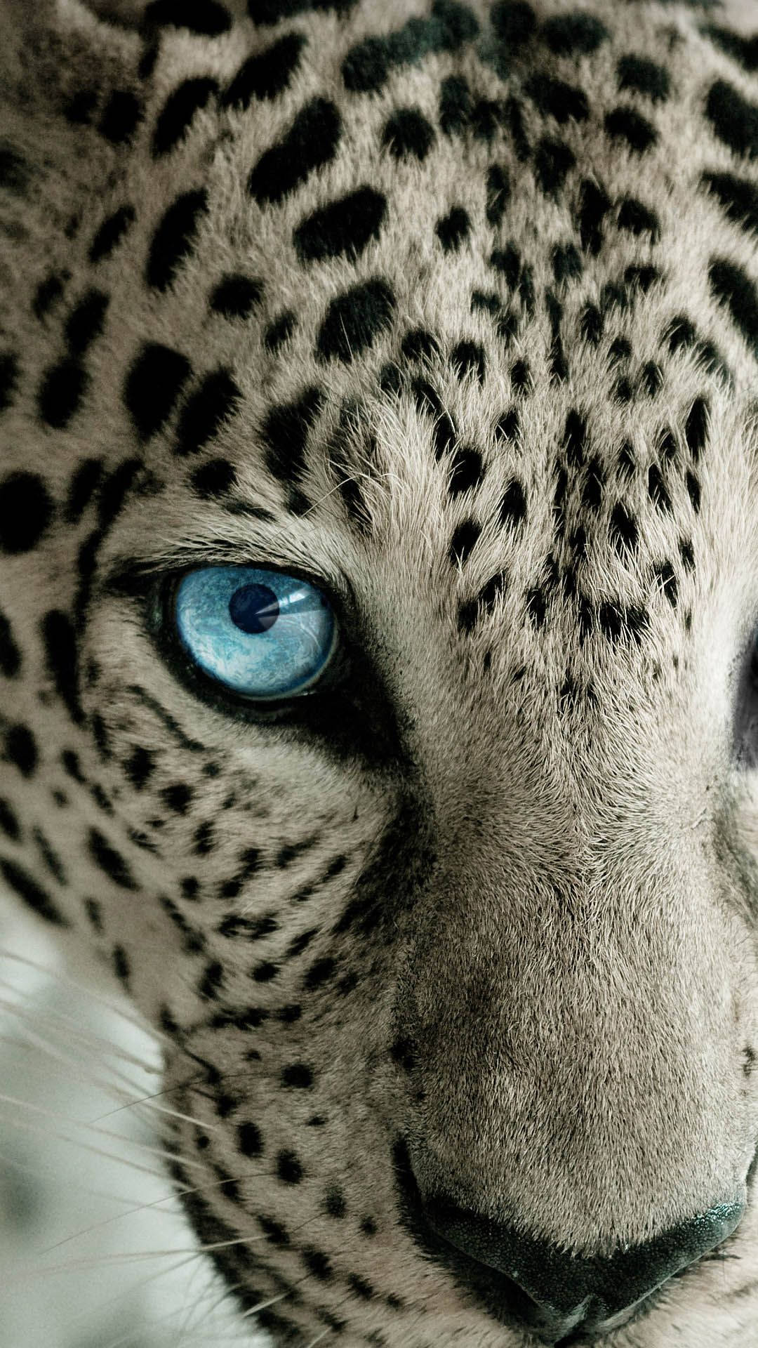 Leopard 1080X1920 Wallpaper and Background Image