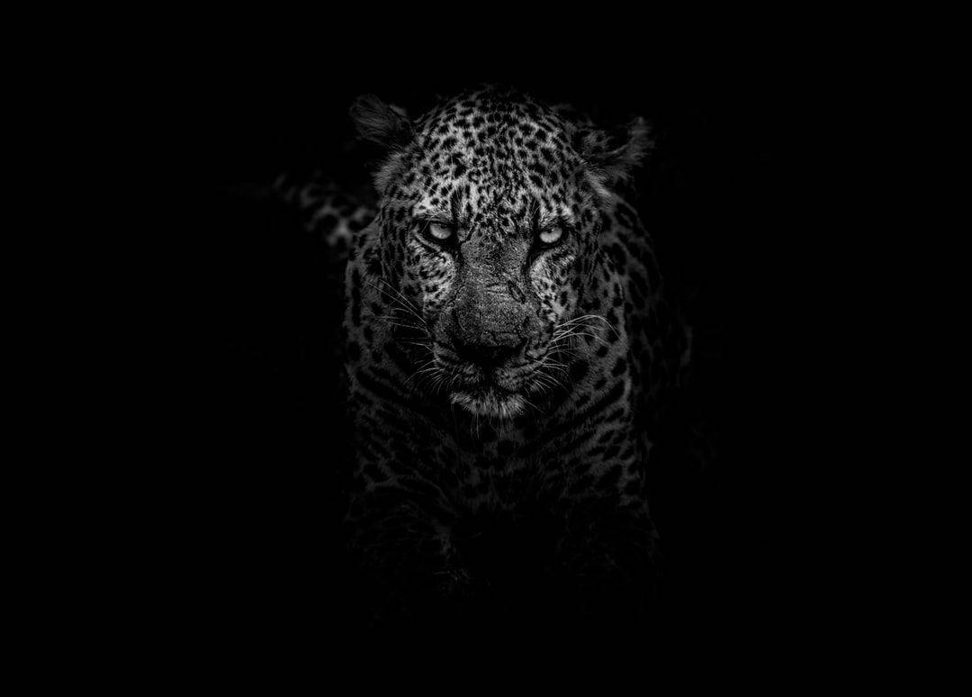 1080X774 Leopard Wallpaper and Background