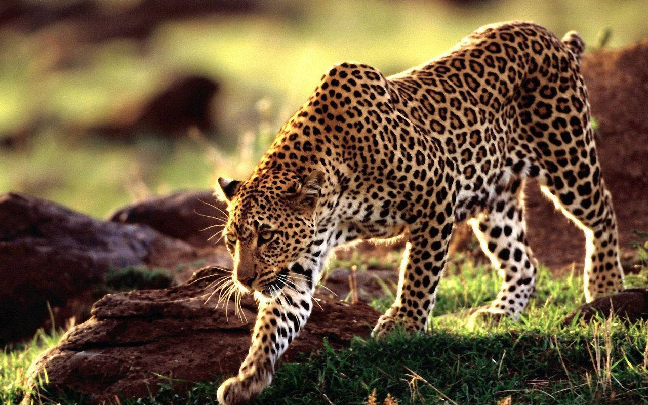 1280X800 Leopard Wallpaper and Background