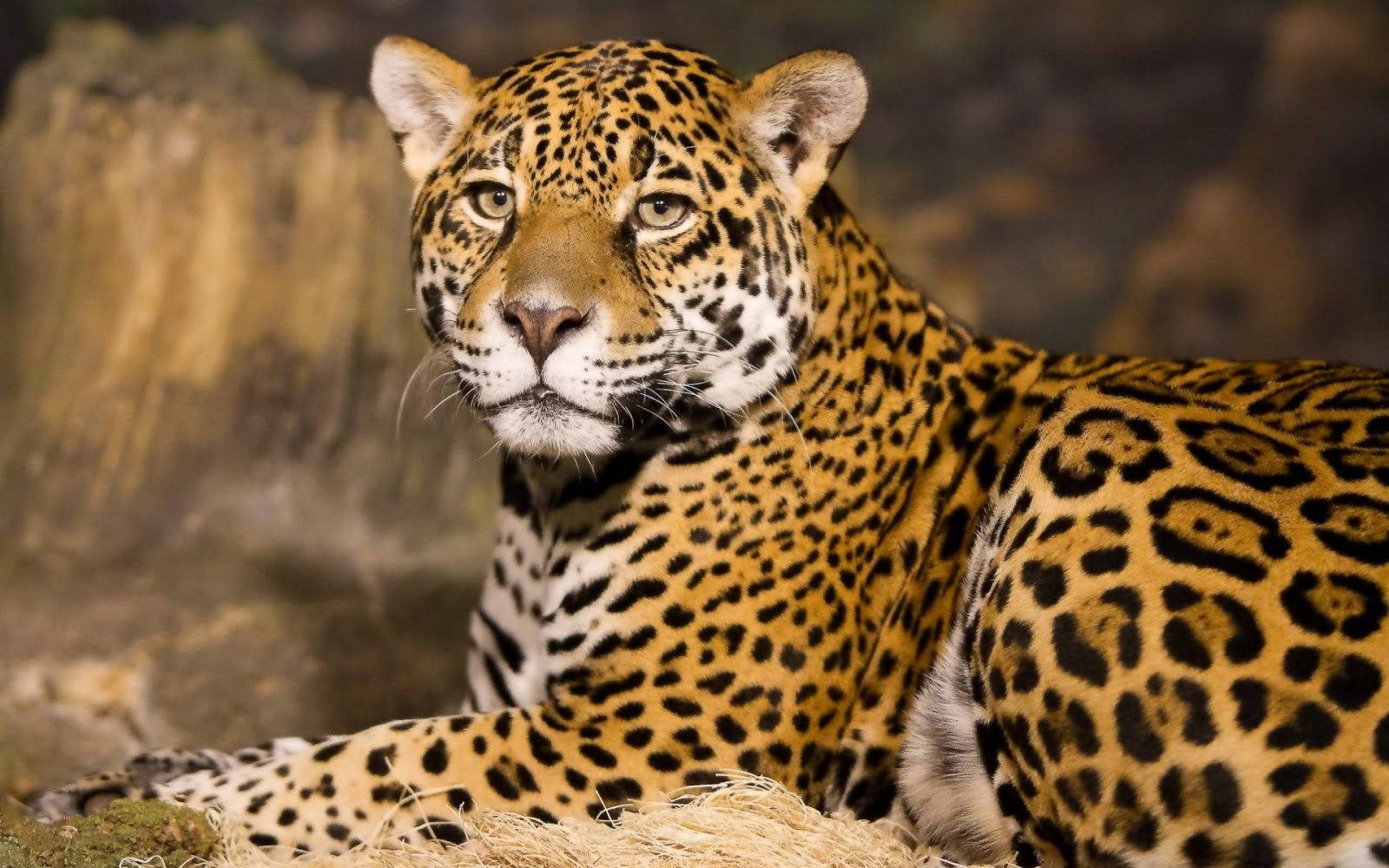 1600X1000 Leopard Wallpaper and Background