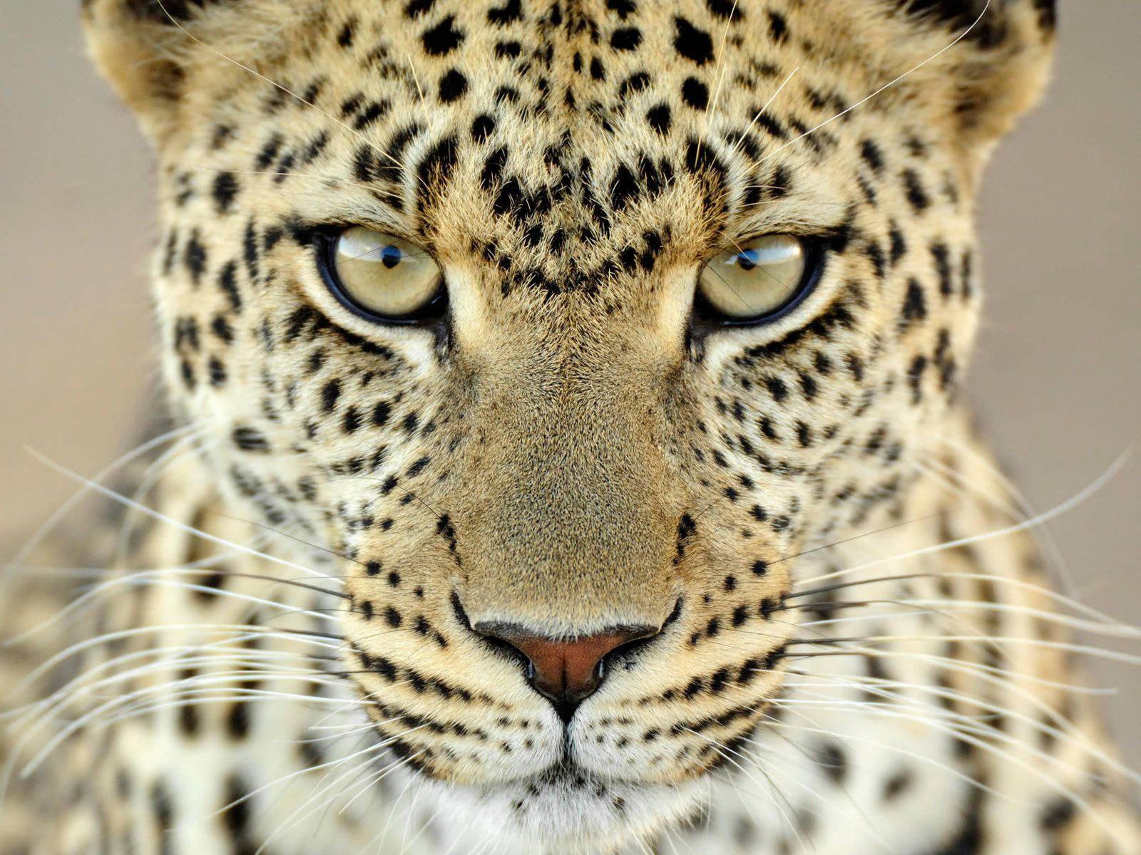1600X1200 Leopard Wallpaper and Background