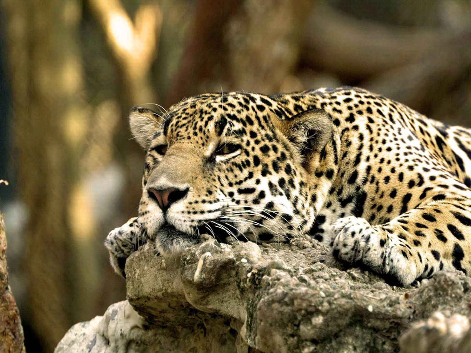 1600X1200 Leopard Wallpaper and Background