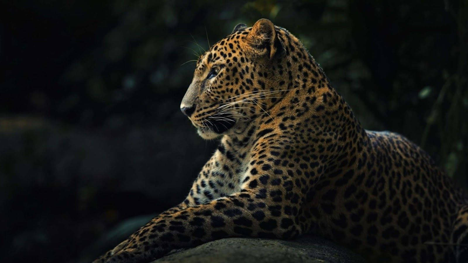 1600X900 Leopard Wallpaper and Background