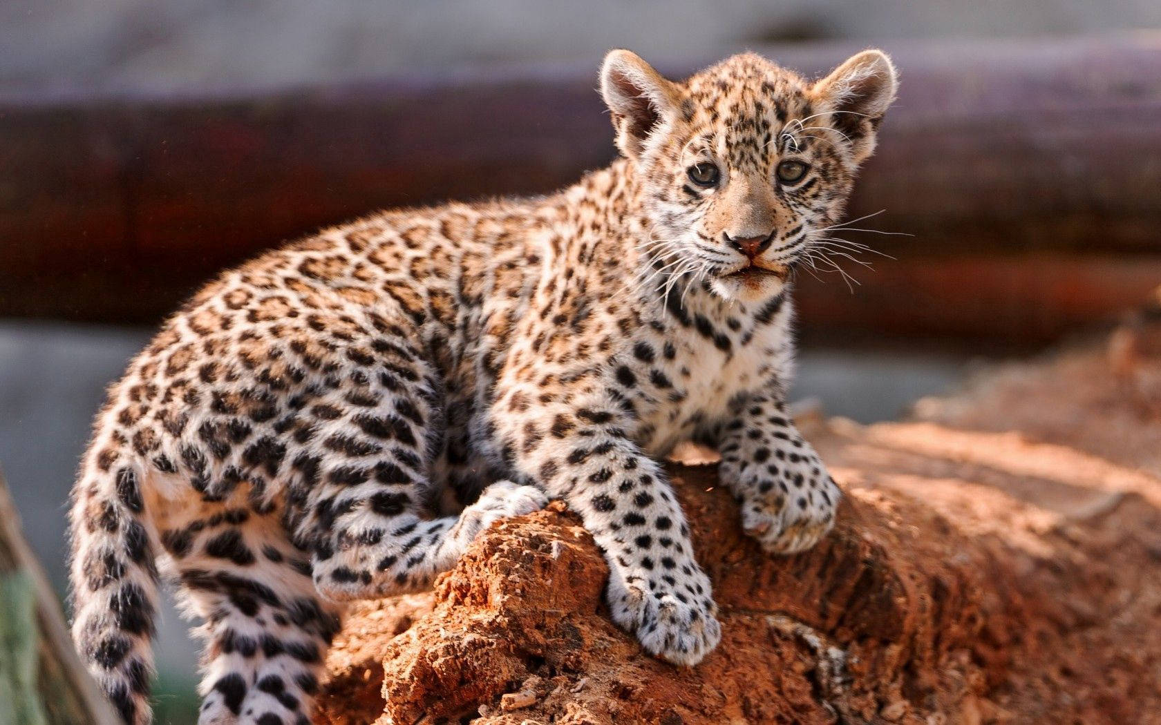 Leopard 1680X1050 Wallpaper and Background Image