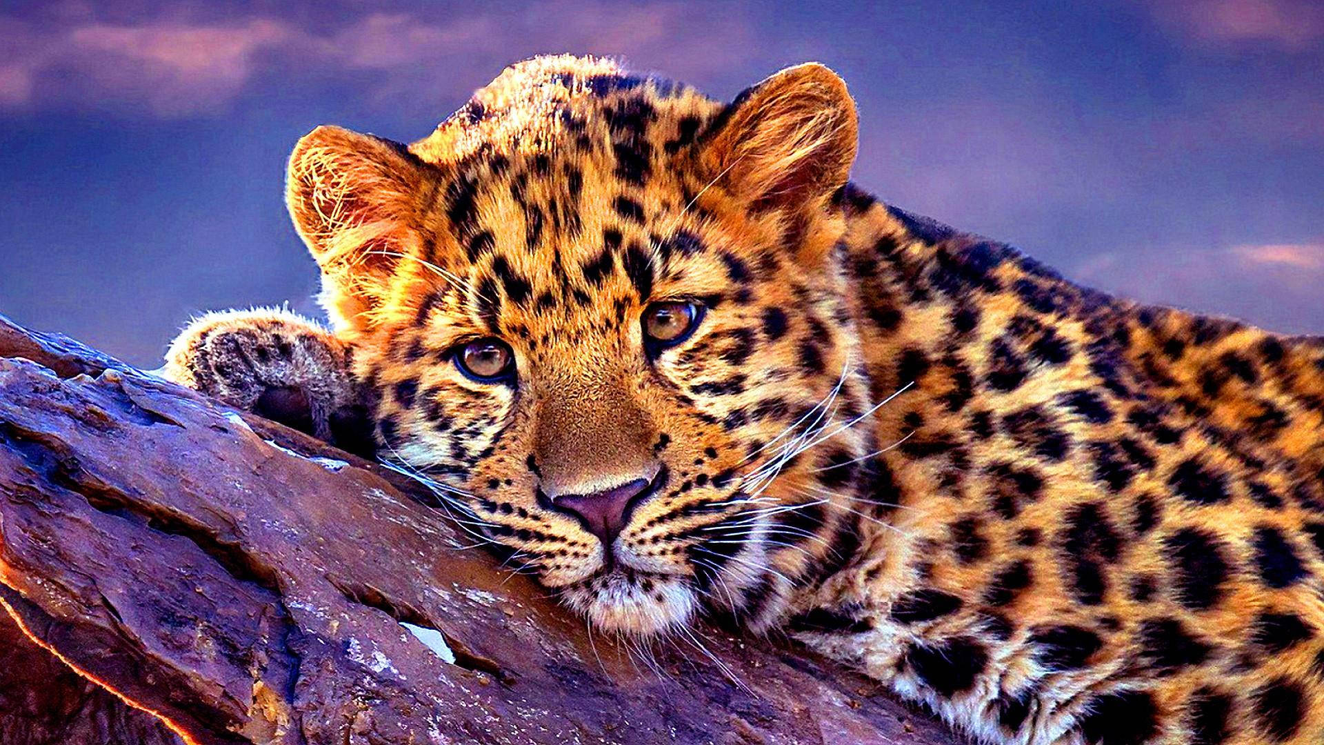 Leopard 1920X1080 Wallpaper and Background Image
