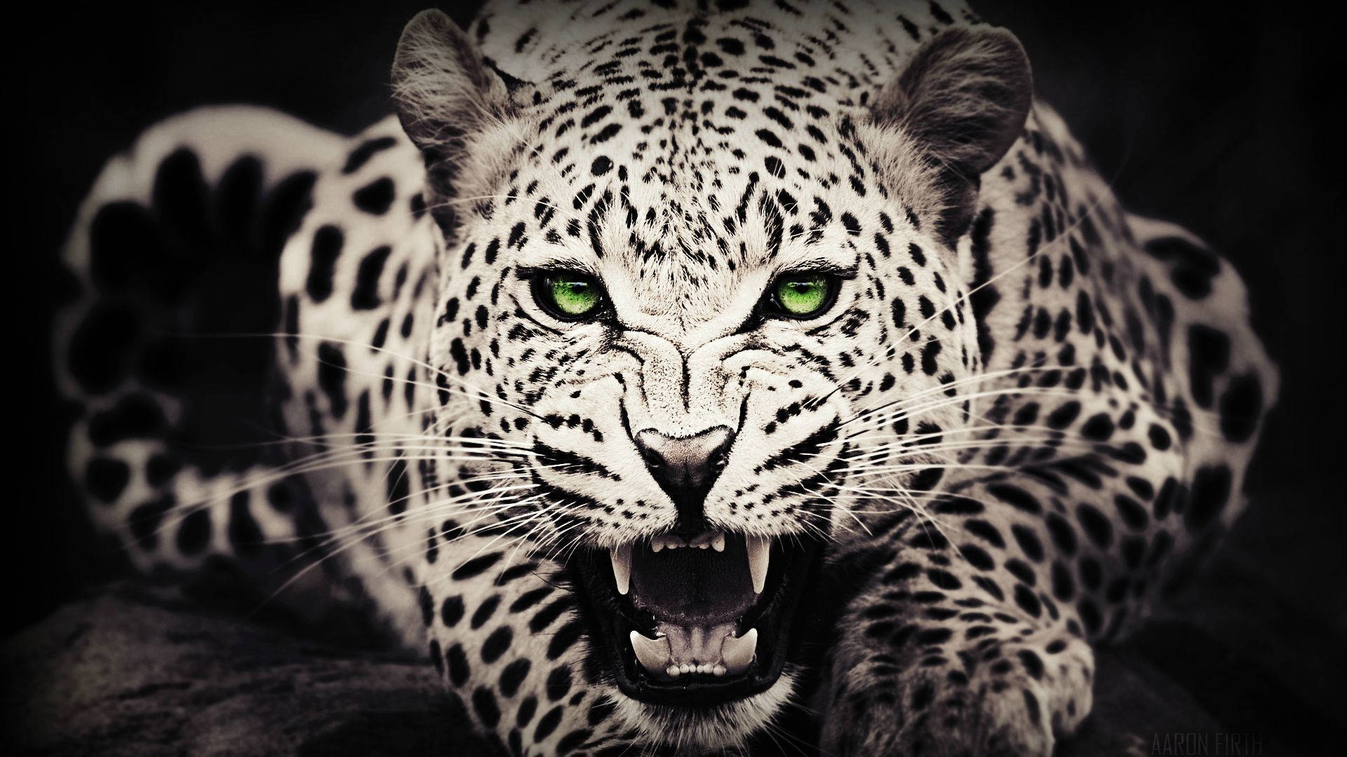 1920X1080 Leopard Wallpaper and Background