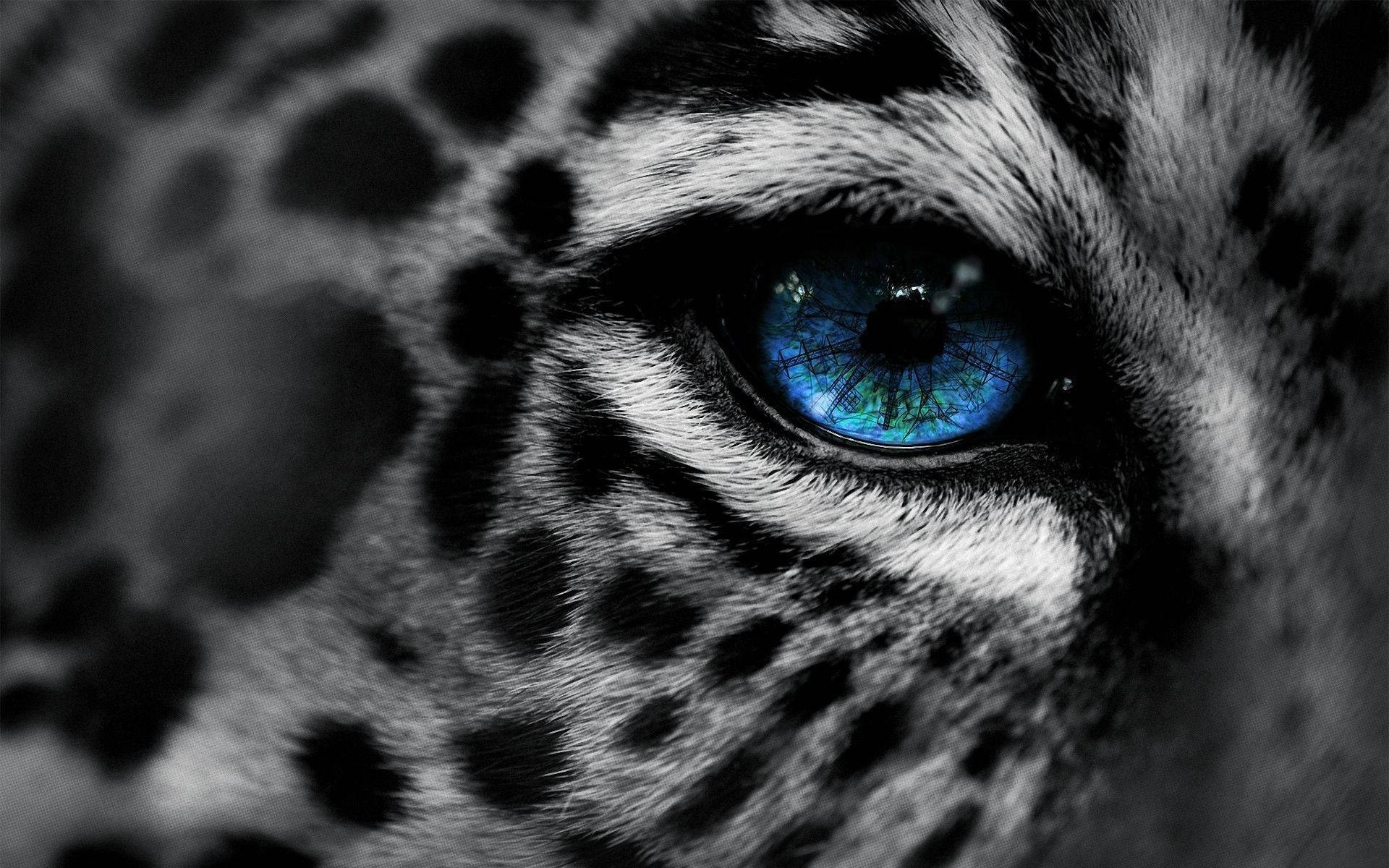 Leopard 1920X1200 Wallpaper and Background Image