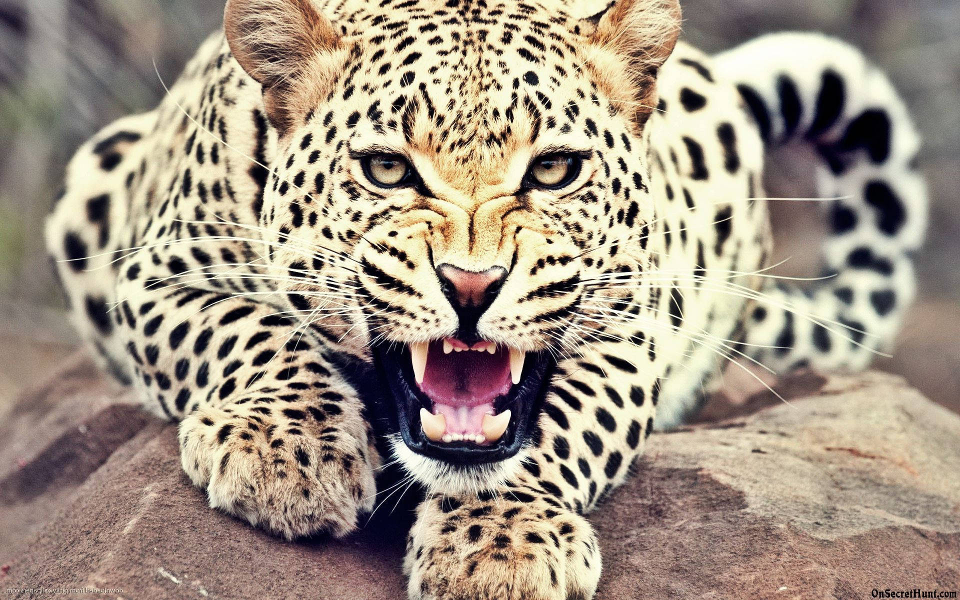 1920X1200 Leopard Wallpaper and Background