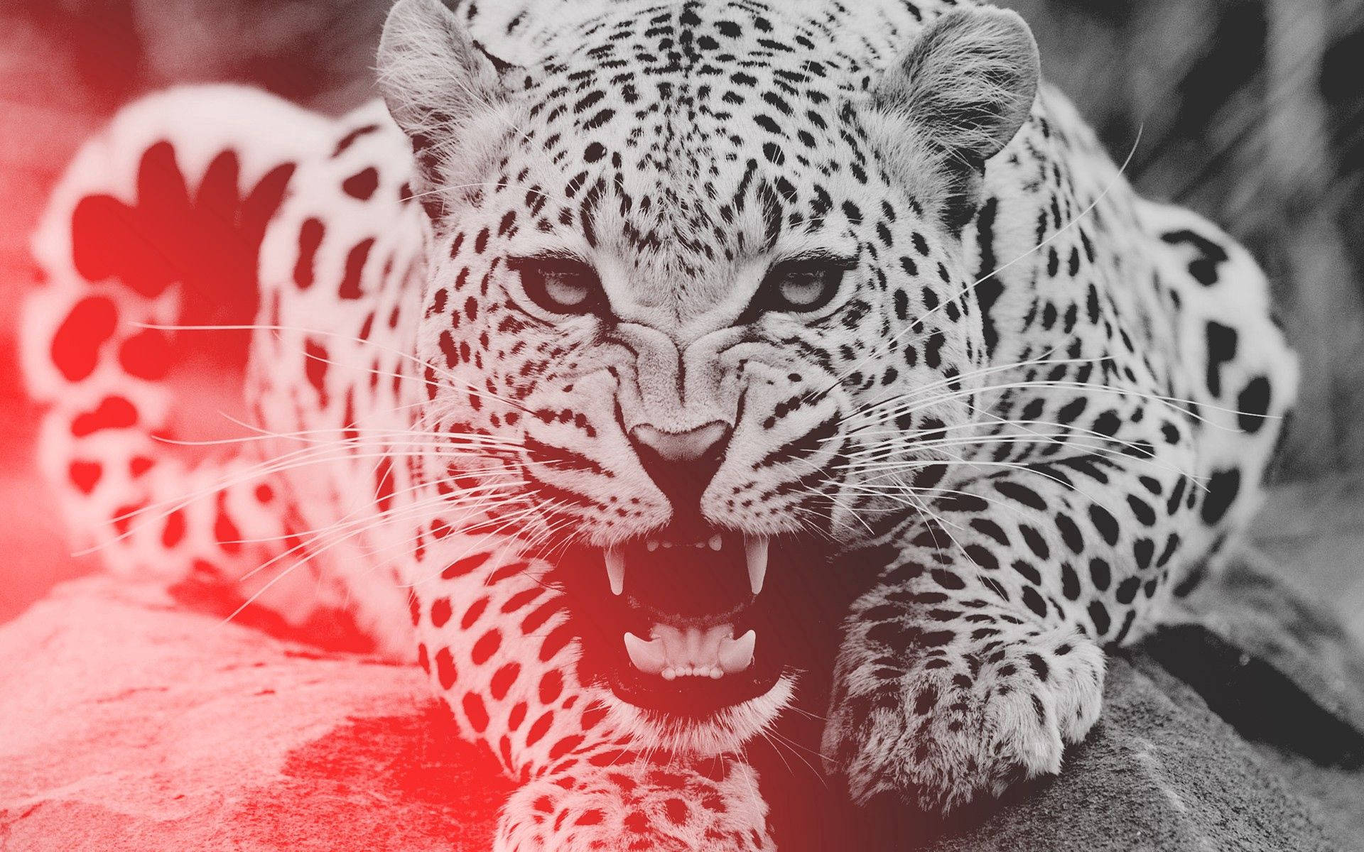 1920X1200 Leopard Wallpaper and Background