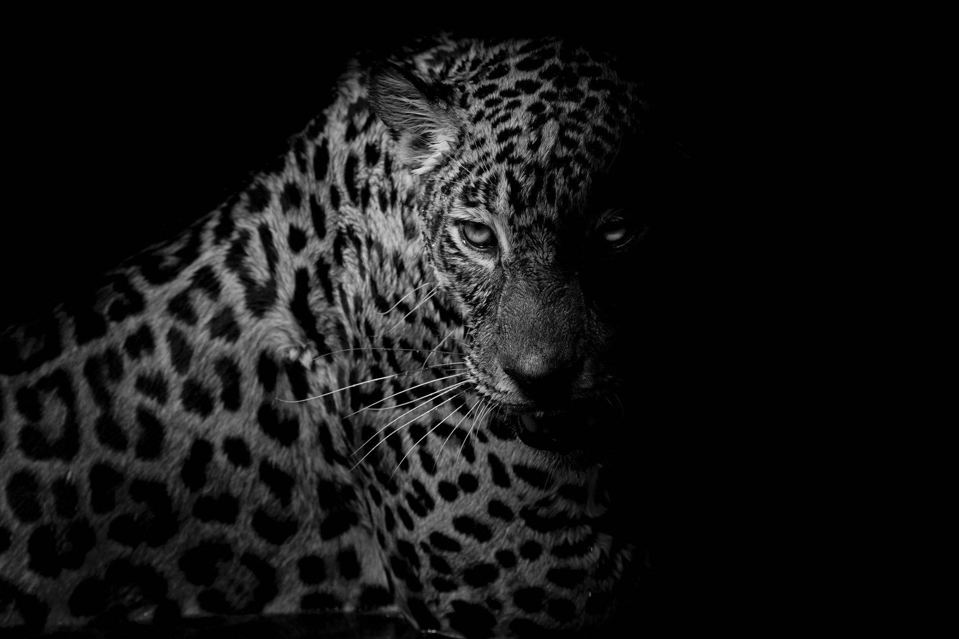 1920X1279 Leopard Wallpaper and Background