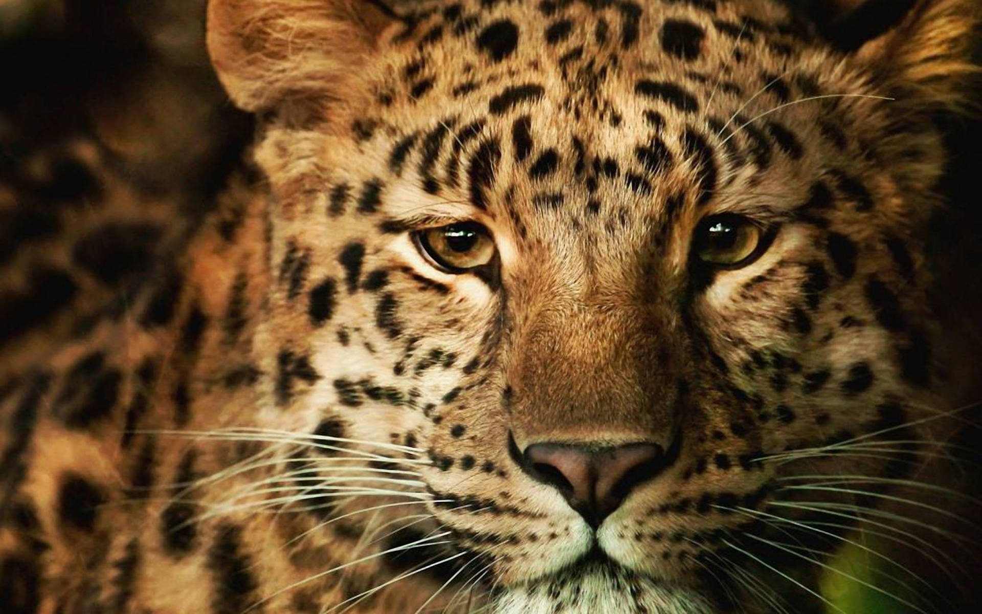 Leopard 2500X1562 Wallpaper and Background Image