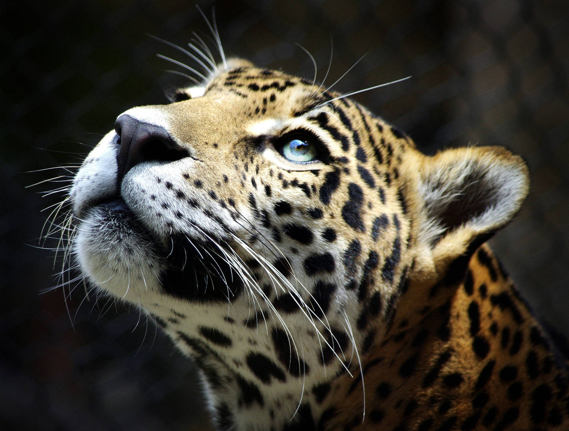 Leopard 3700X2800 Wallpaper and Background Image