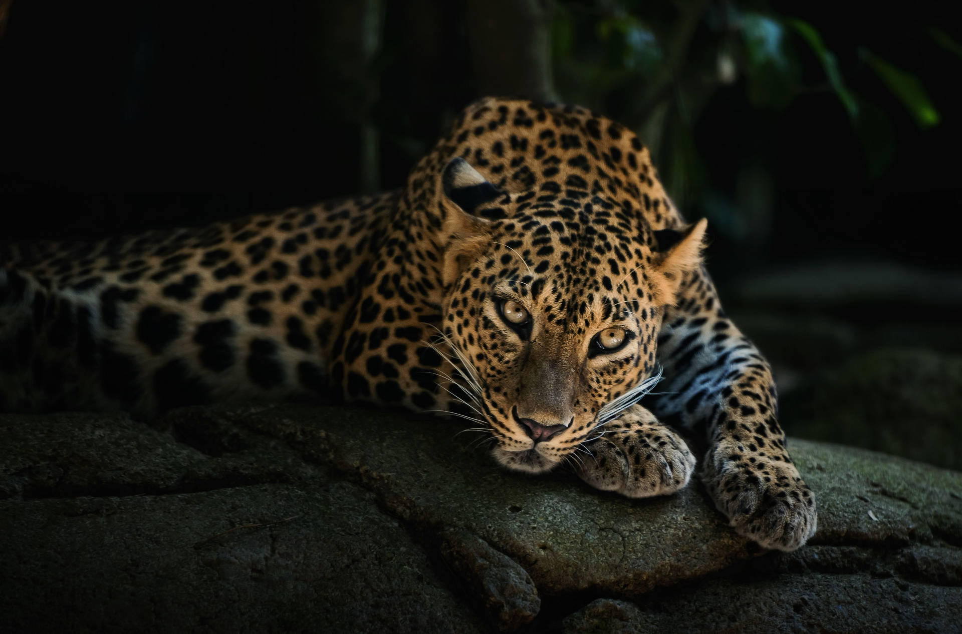 Leopard 4000X2640 Wallpaper and Background Image