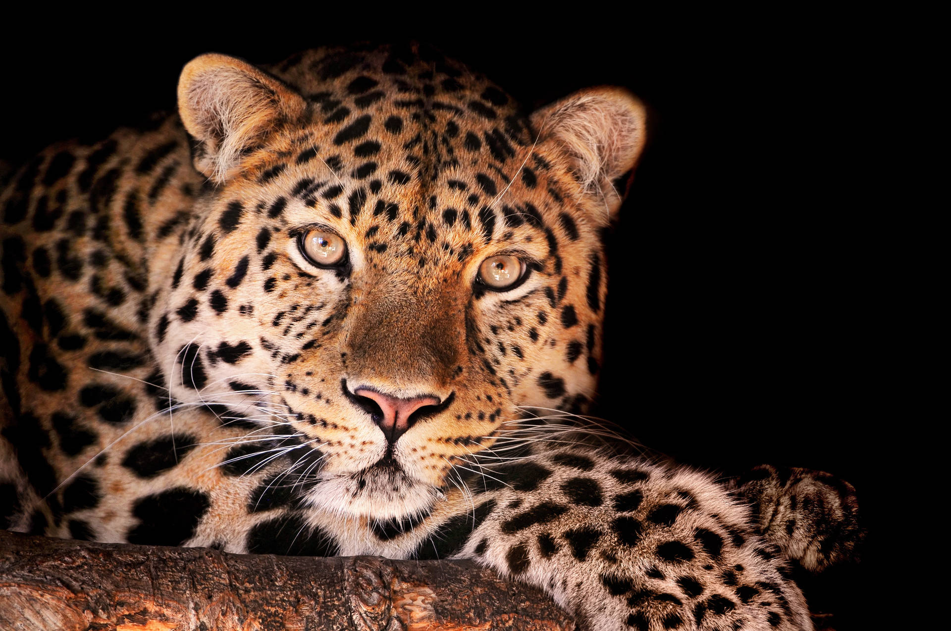 4206X2793 Leopard Wallpaper and Background