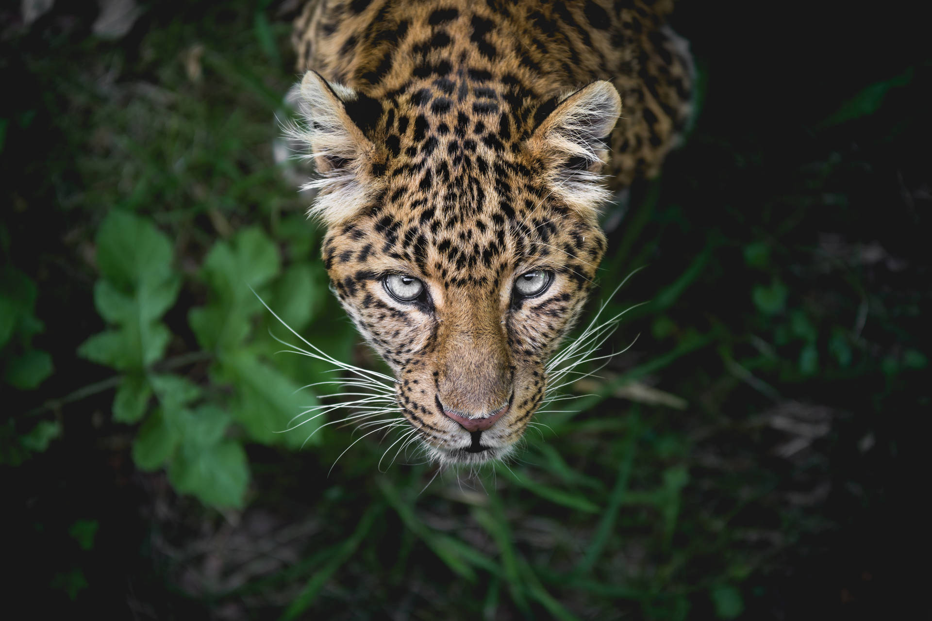 Leopard 5850X3900 Wallpaper and Background Image