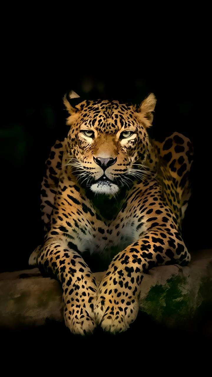 720X1280 Leopard Wallpaper and Background