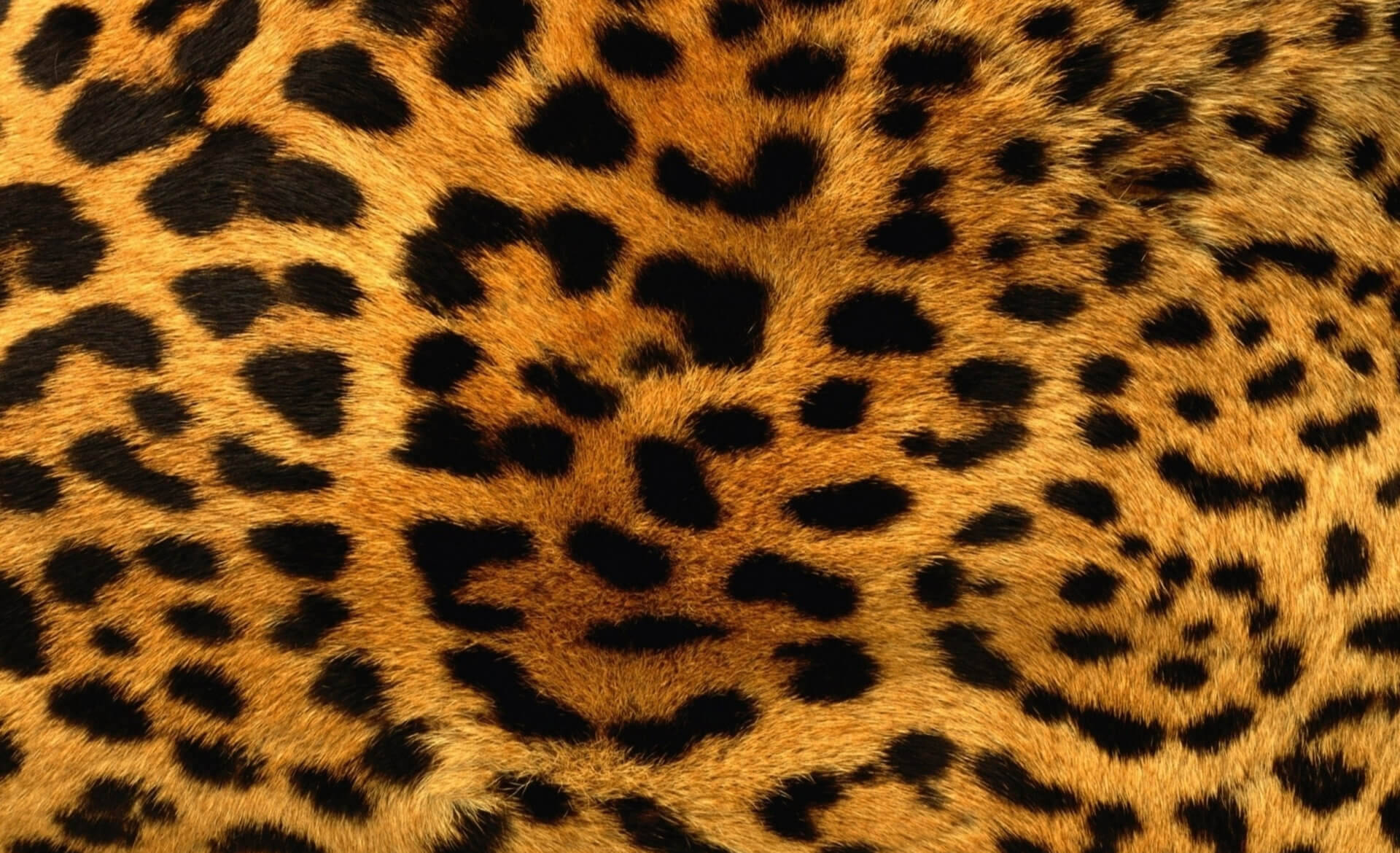 1920X1170 Leopard Print Wallpaper and Background