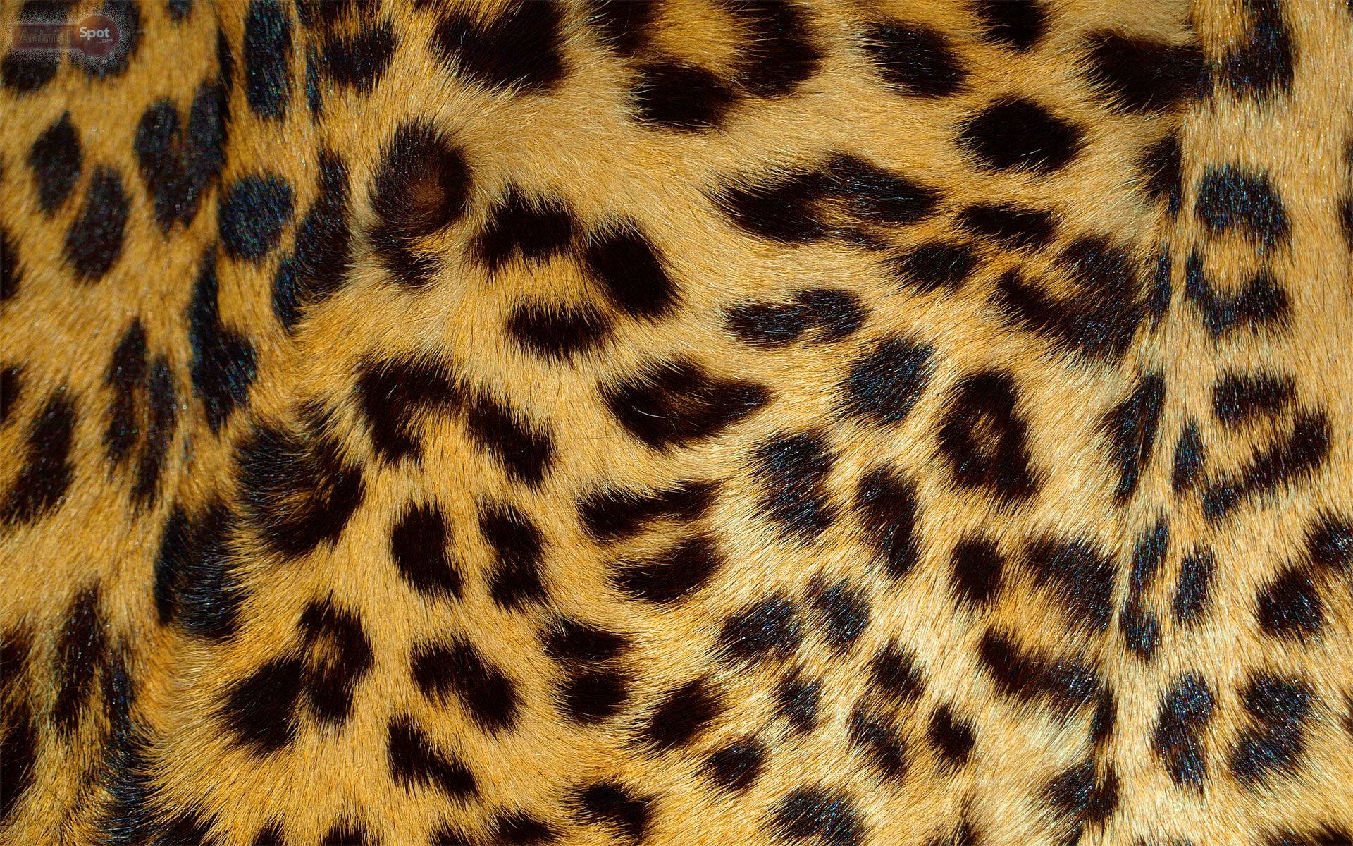 Leopard Print 1920X1200 Wallpaper and Background Image