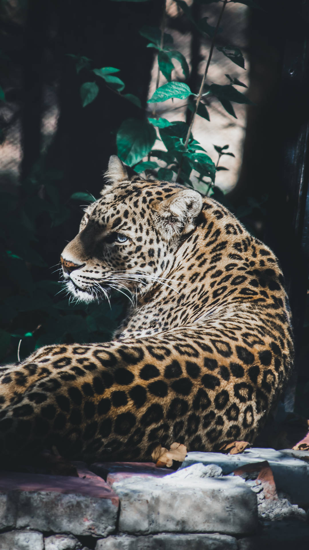 Leopard Print 2031X3610 Wallpaper and Background Image