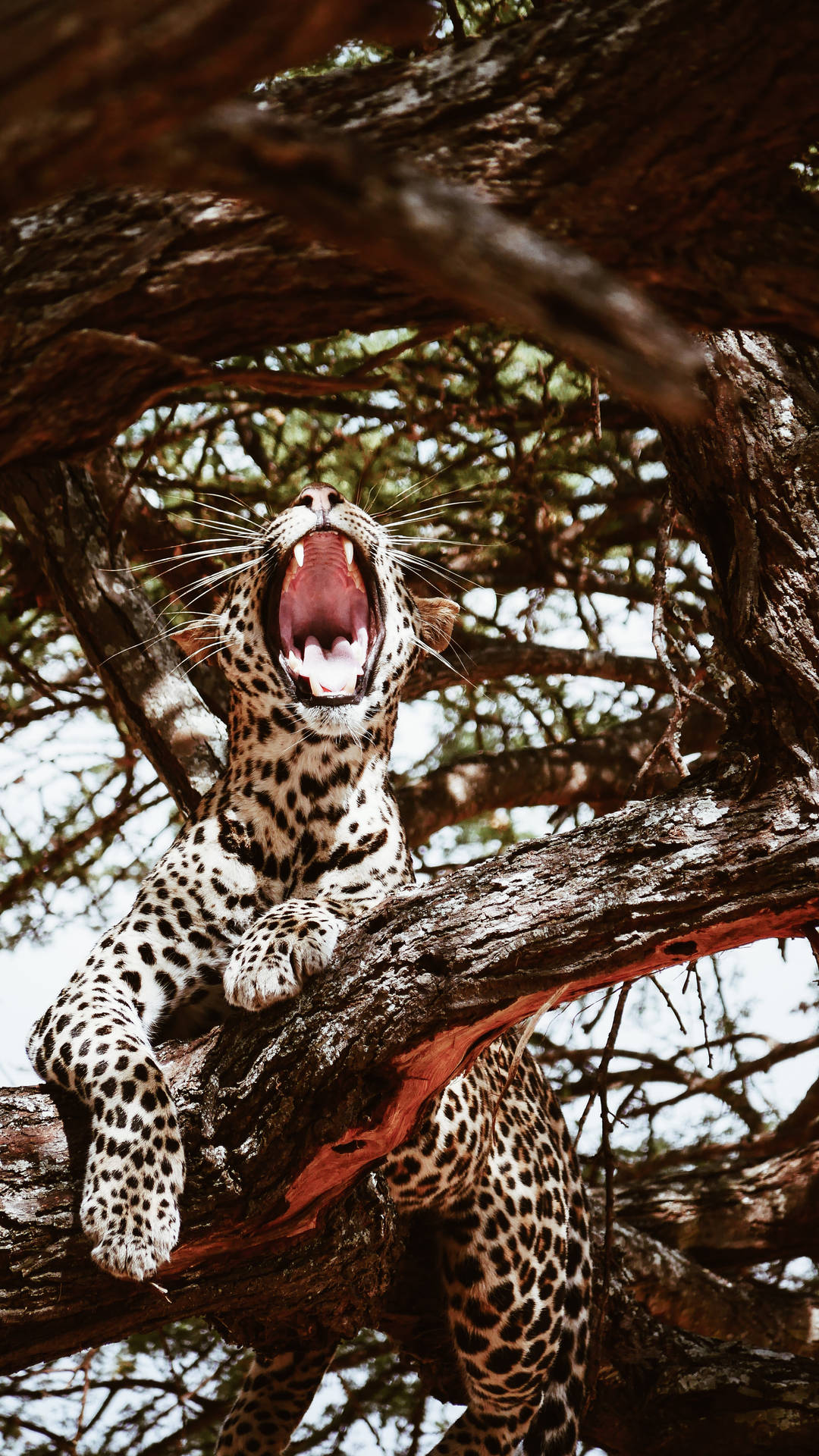 2584X4592 Leopard Print Wallpaper and Background