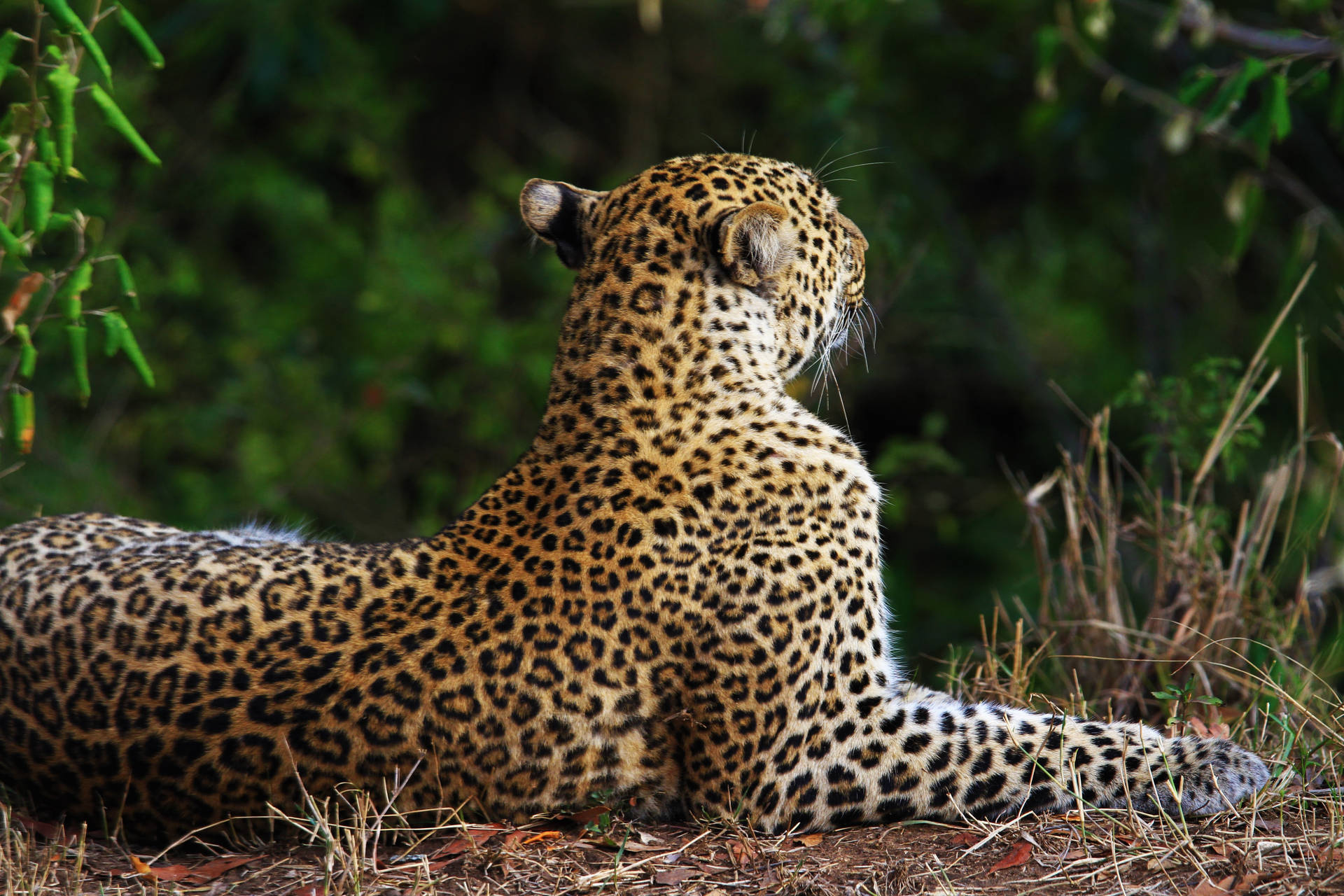 Leopard Print 5184X3456 Wallpaper and Background Image