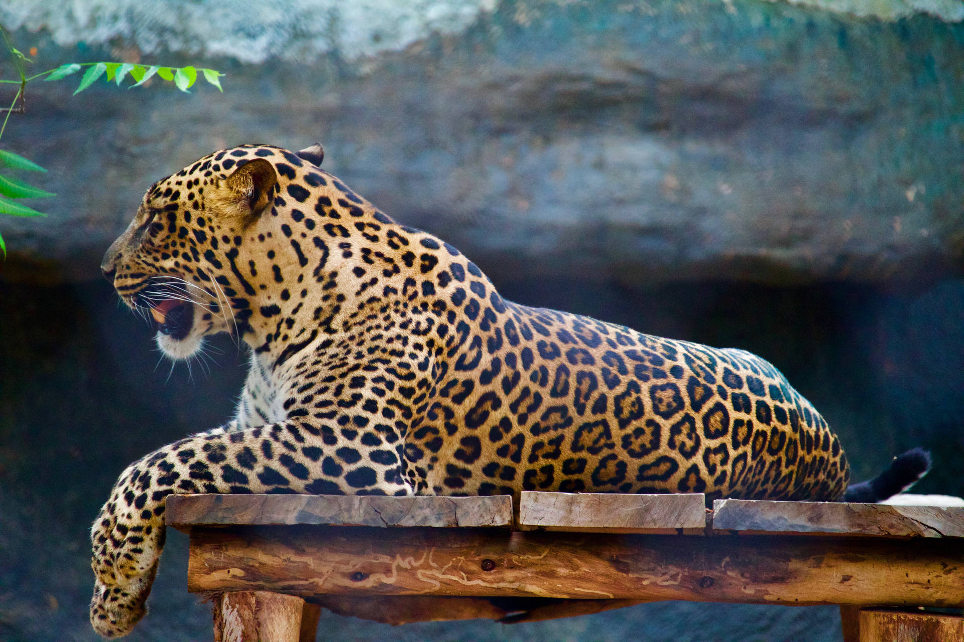 5184X3456 Leopard Print Wallpaper and Background