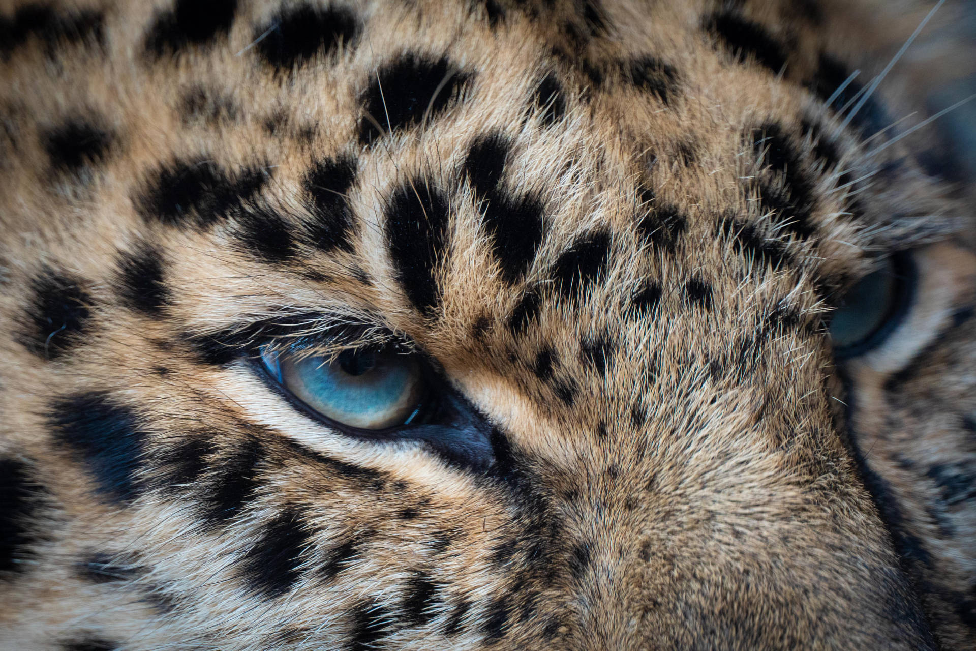 5195X3463 Leopard Print Wallpaper and Background