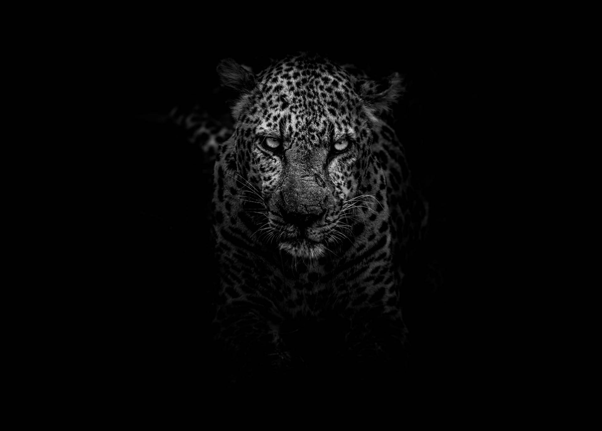 5498X3940 Leopard Print Wallpaper and Background
