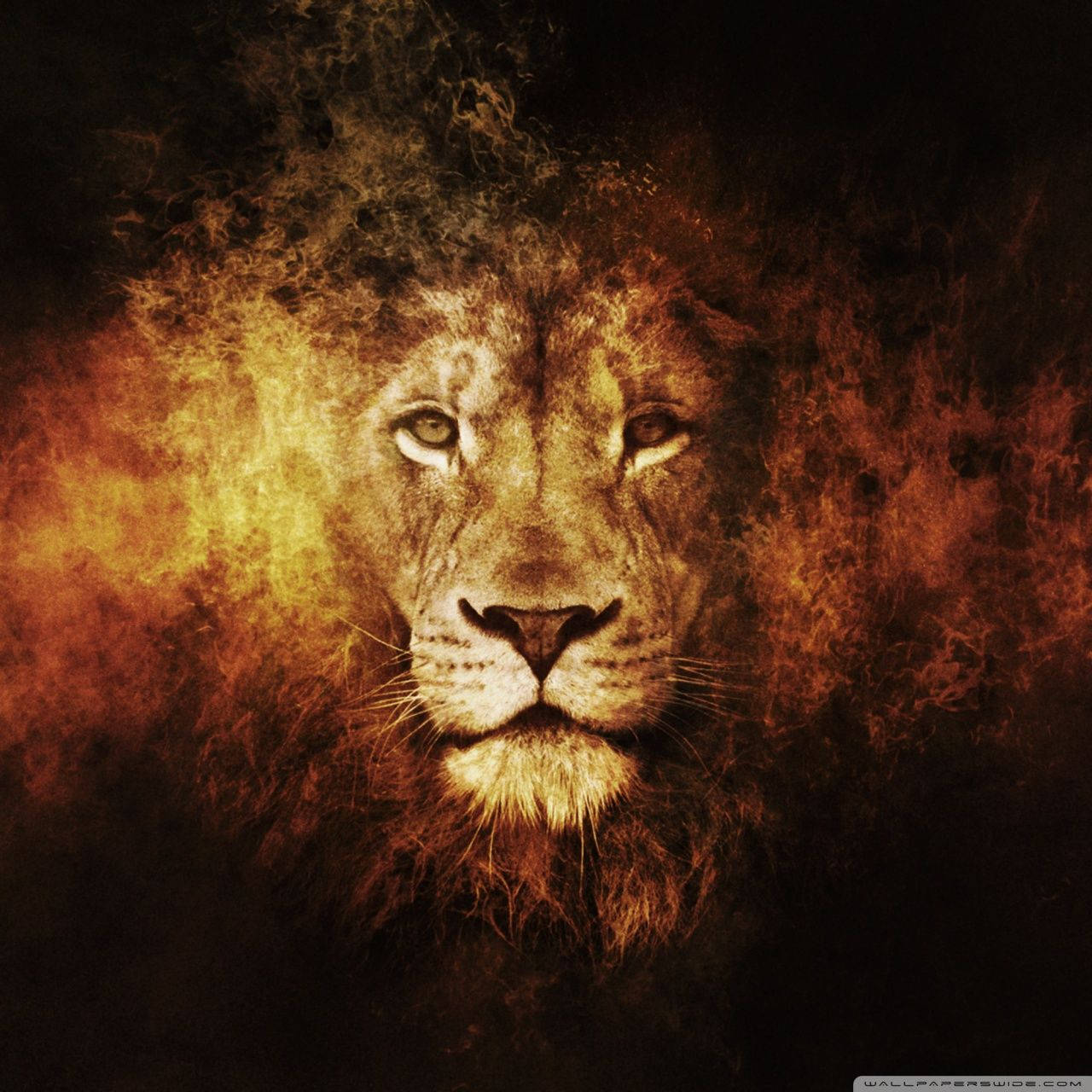 Lion 1280X1280 wallpaper