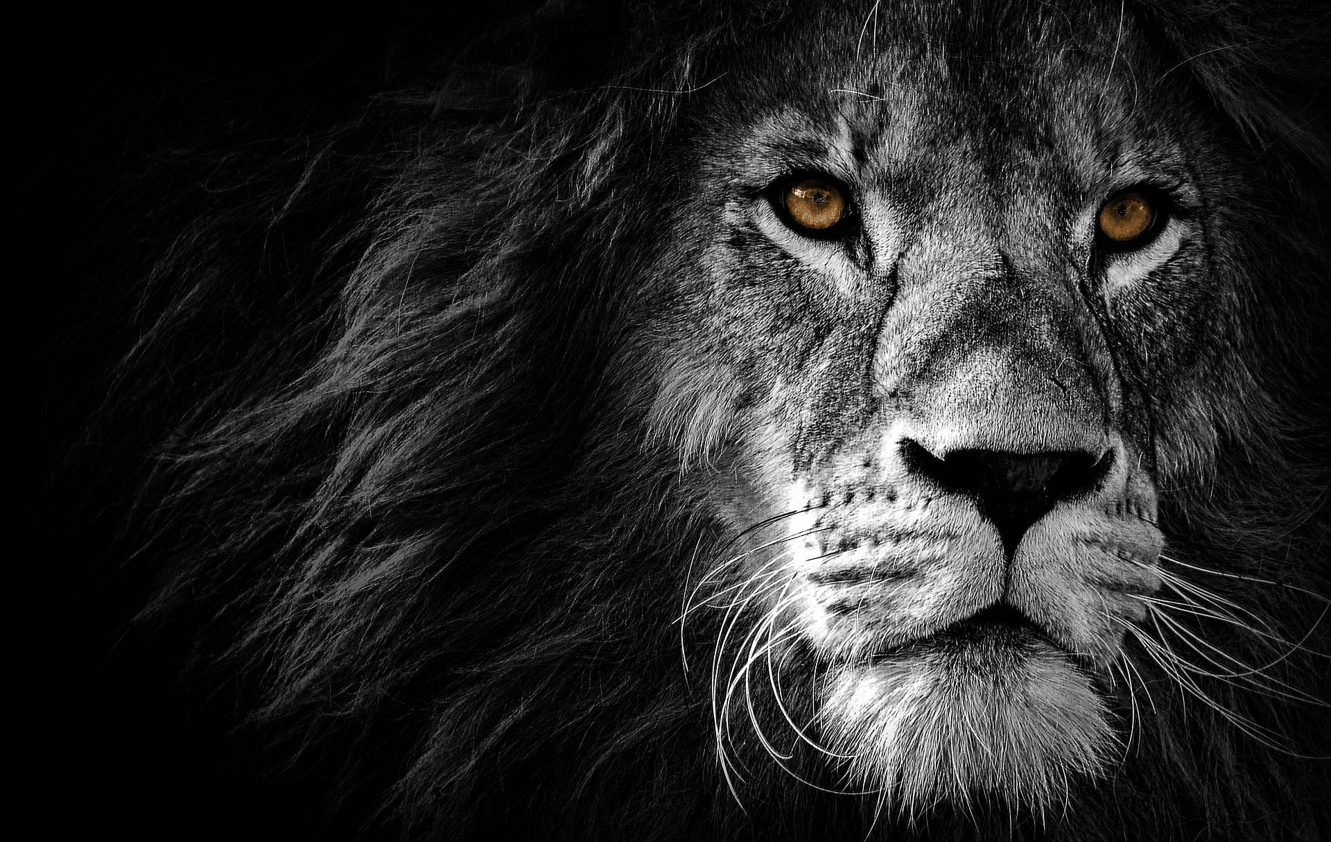 Lion 1920X1214 Wallpaper and Background Image