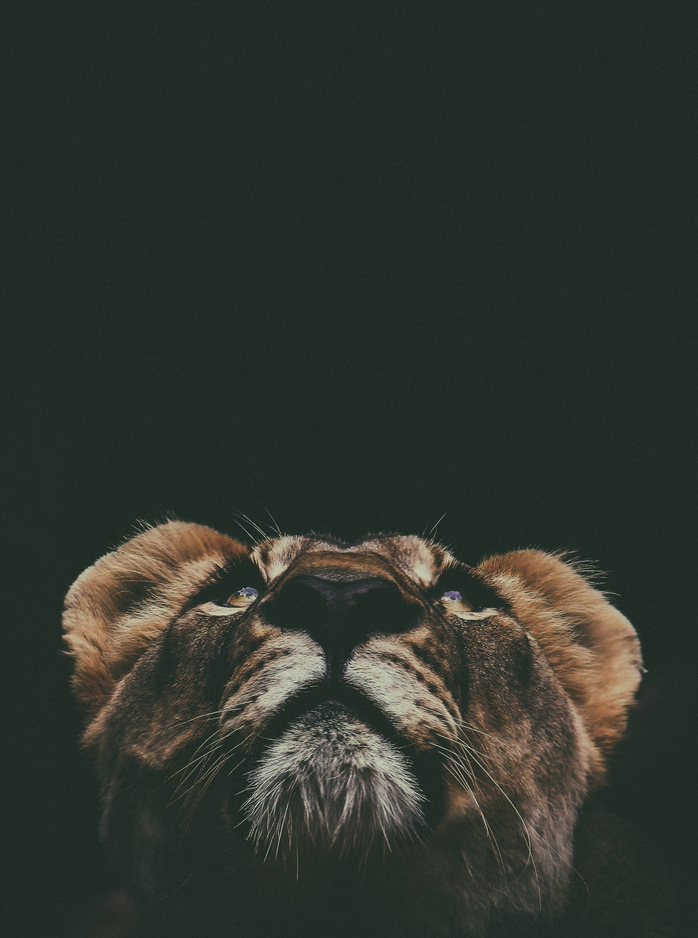 Lion 1964X2641 Wallpaper and Background Image