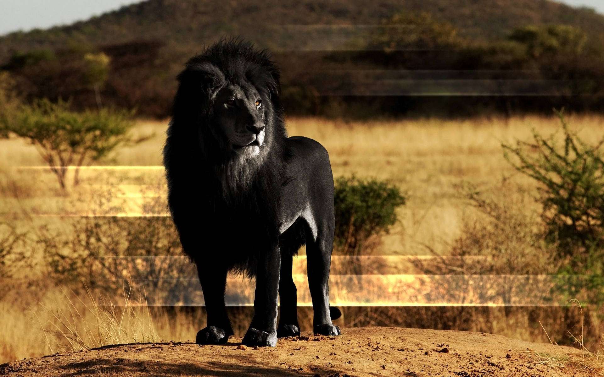 2560X1600 Lion Wallpaper and Background