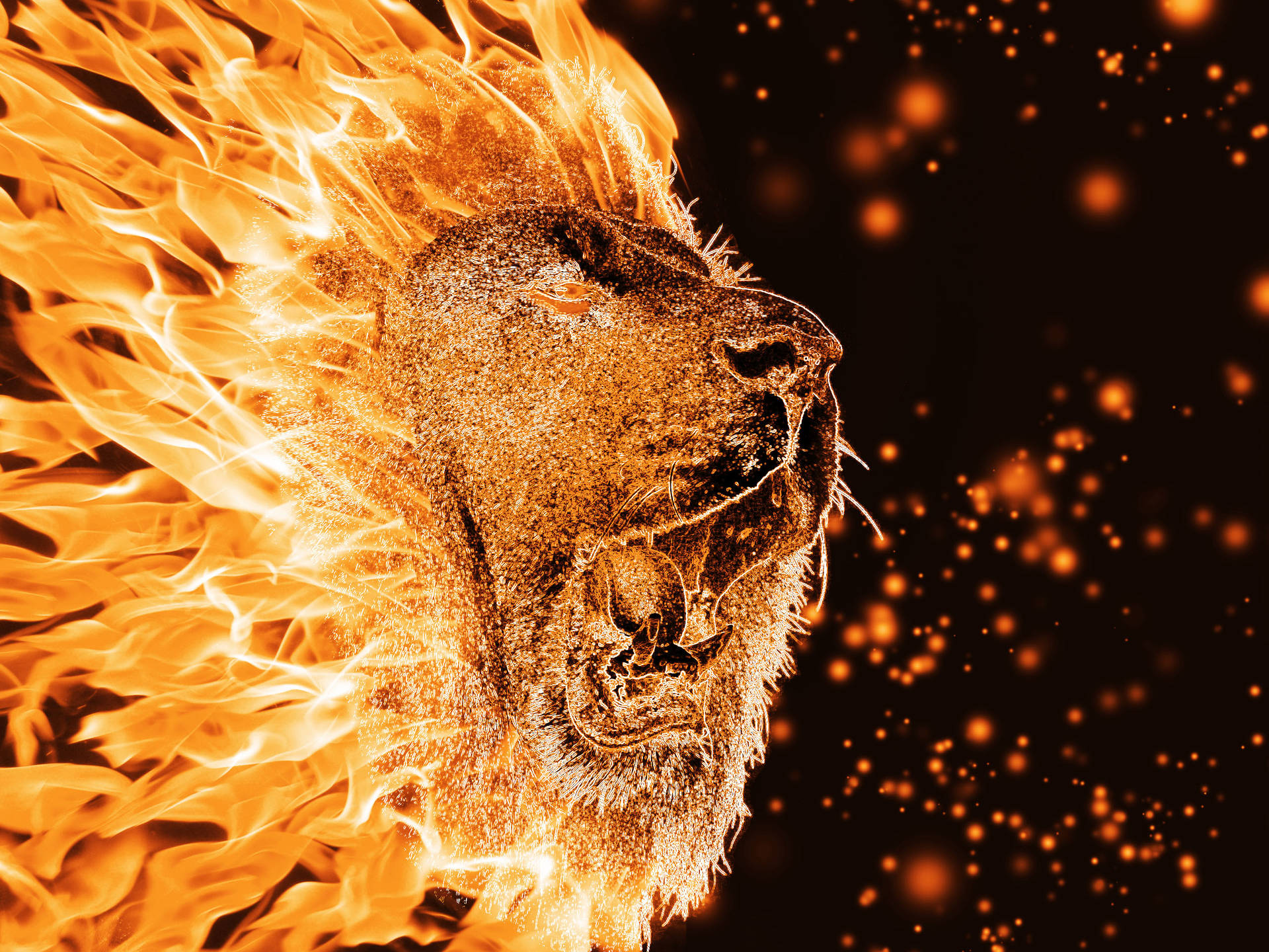 2560X1920 Lion Wallpaper and Background