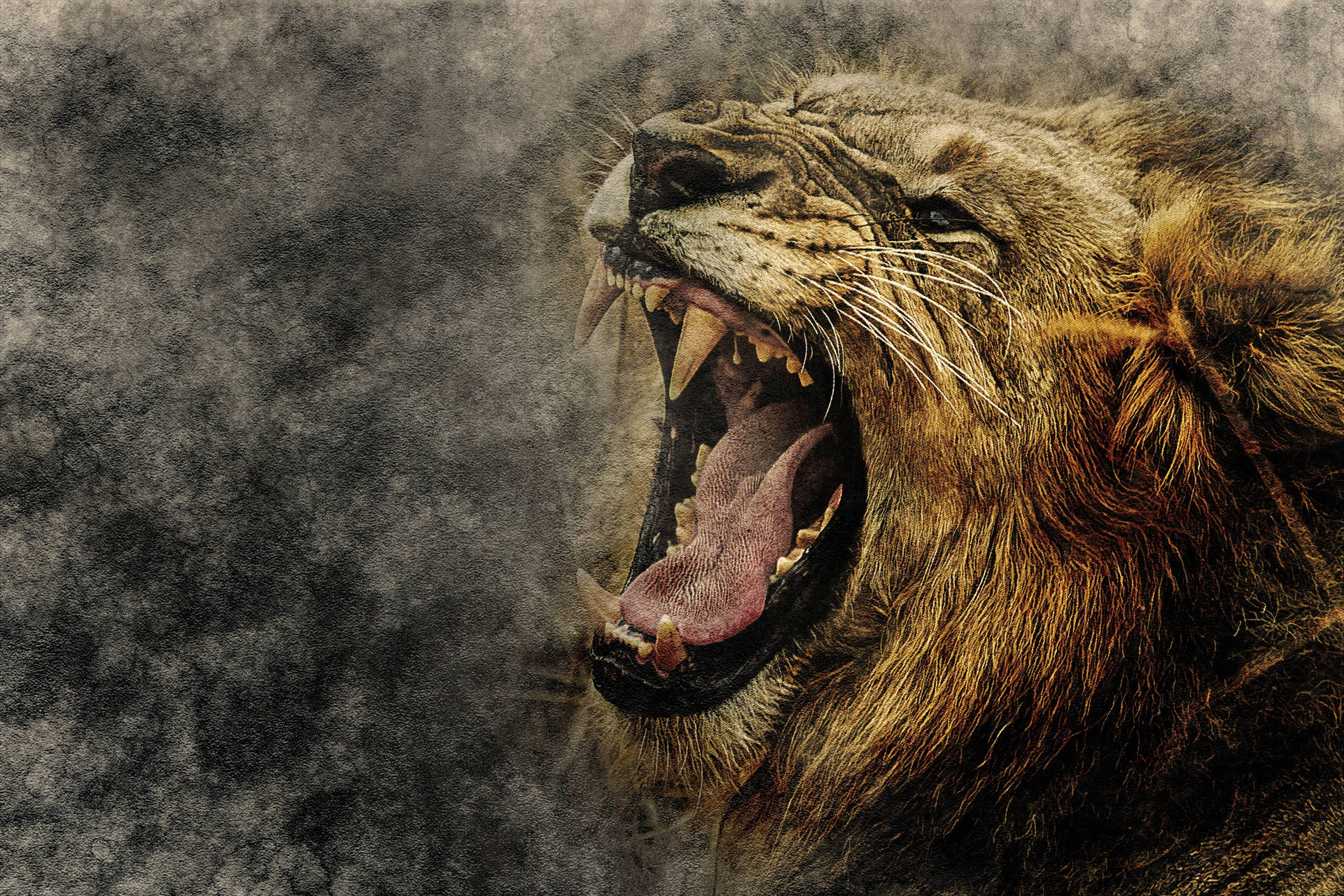 Lion 3000X2000 Wallpaper and Background Image