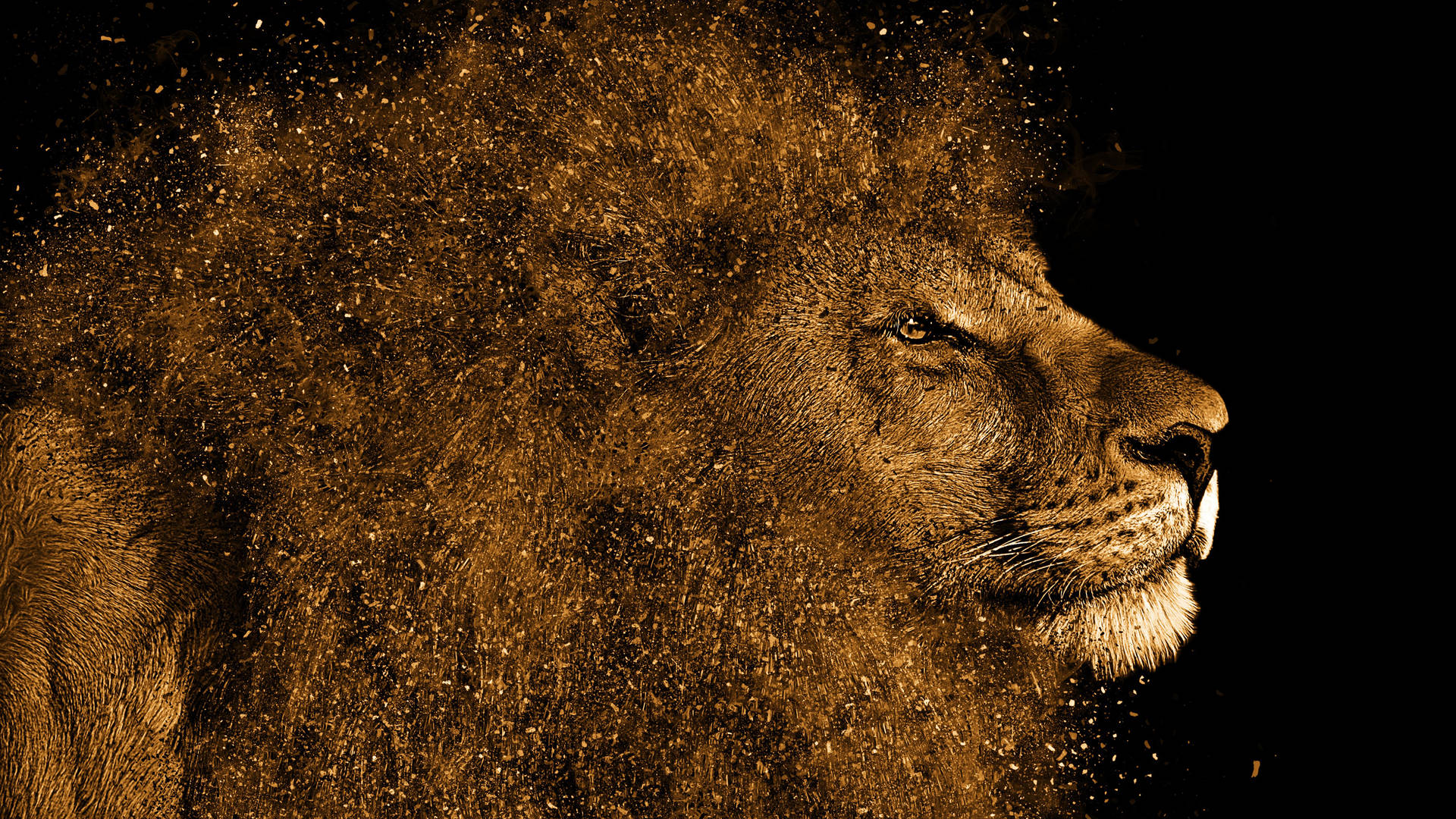 Lion 3840X2160 Wallpaper and Background Image