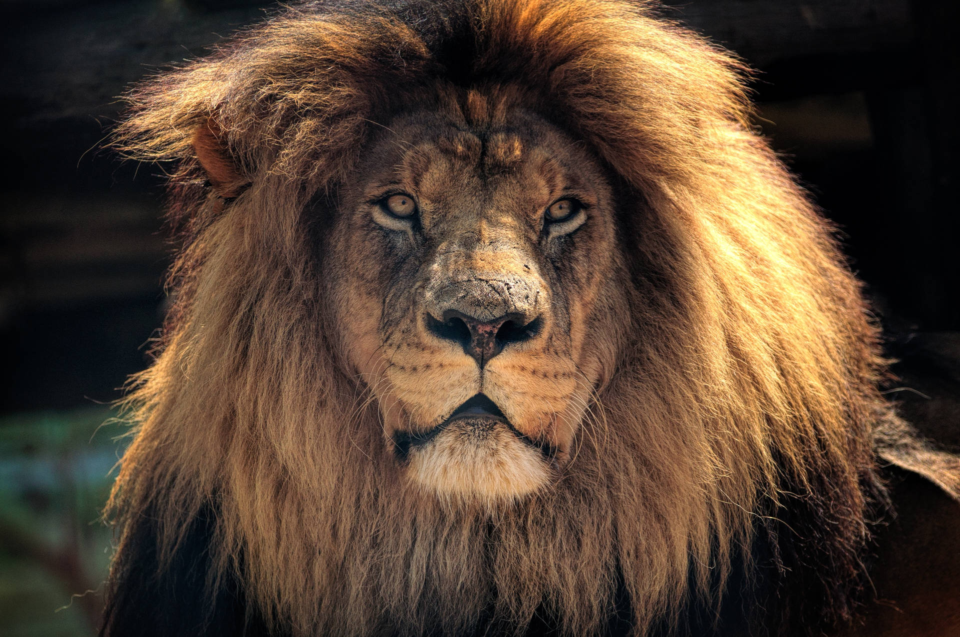 Lion 3865X2567 Wallpaper and Background Image