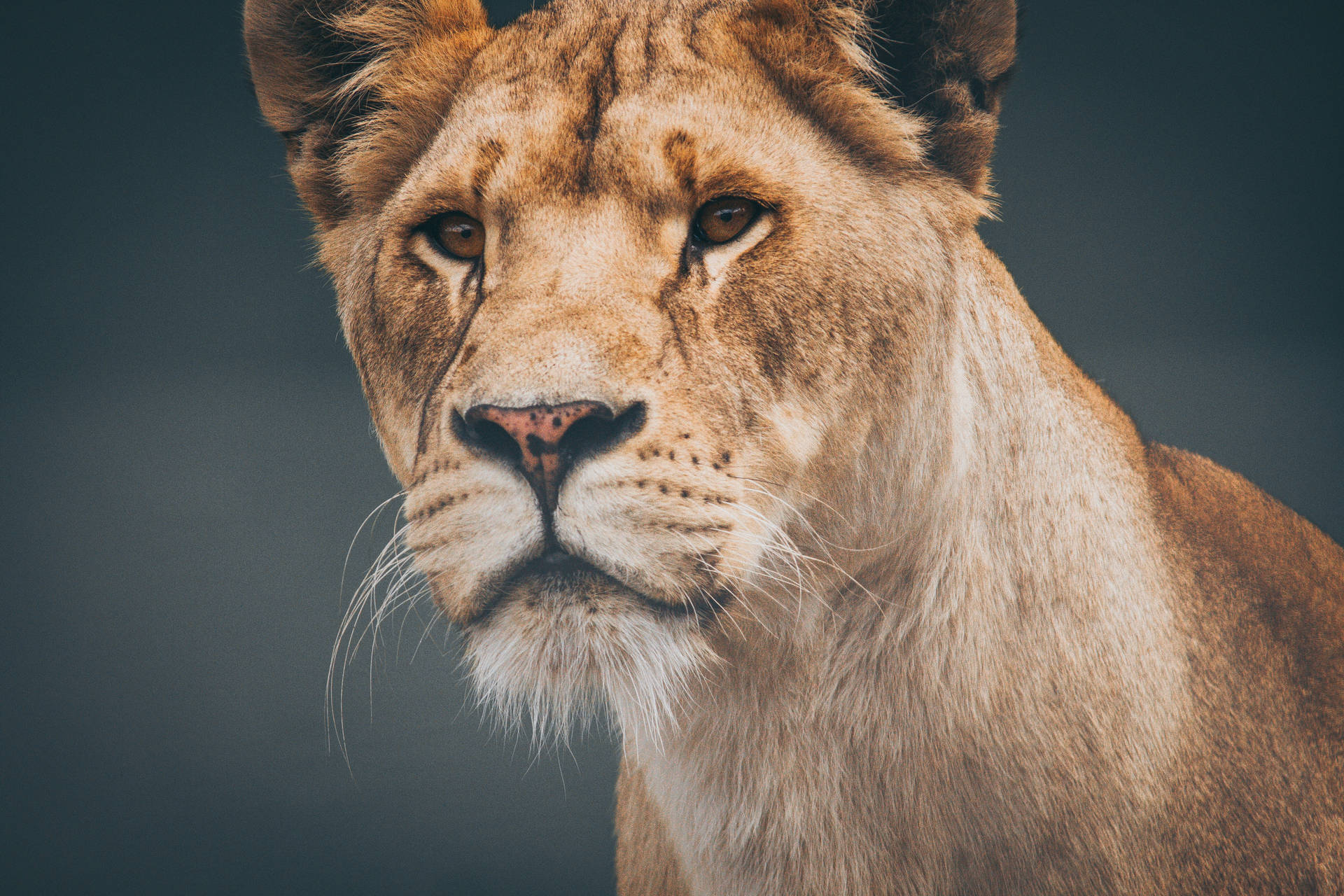5184X3456 Lion Wallpaper and Background