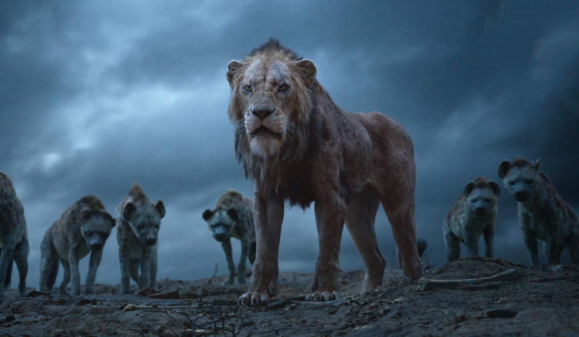 Lion King 2747X1600 Wallpaper and Background Image