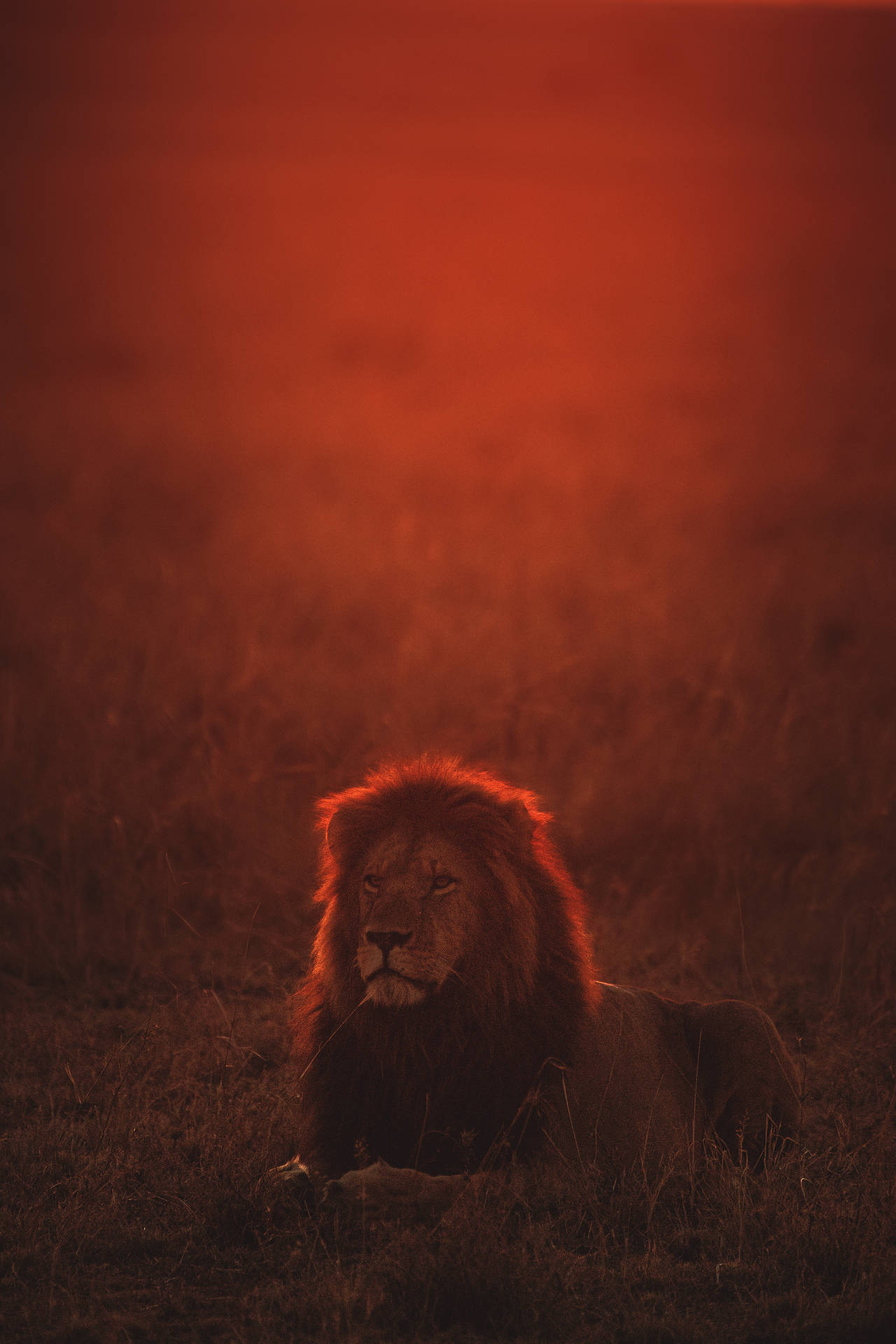 Lion King 2866X4300 Wallpaper and Background Image