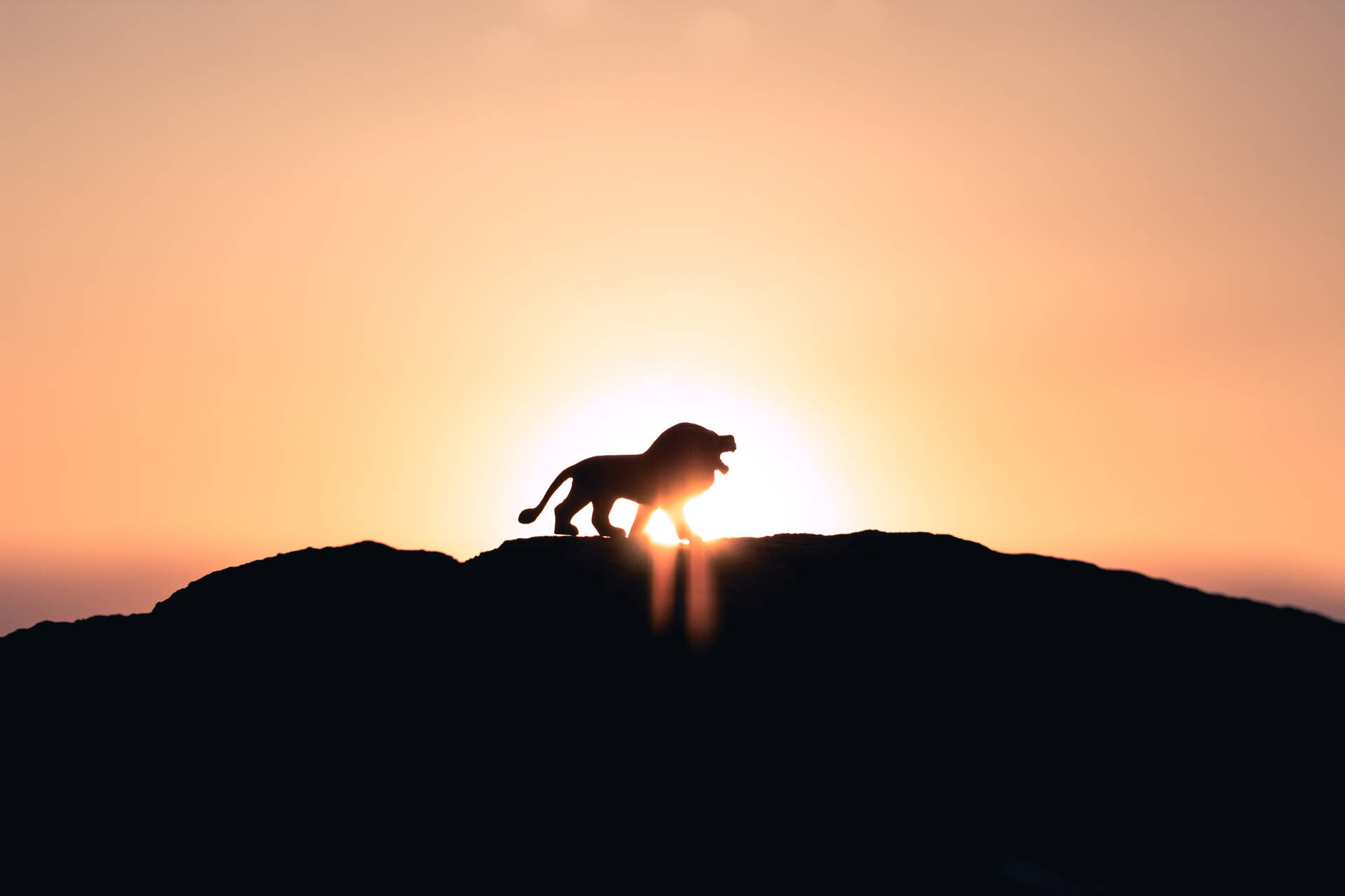 Lion King 5170X3447 Wallpaper and Background Image