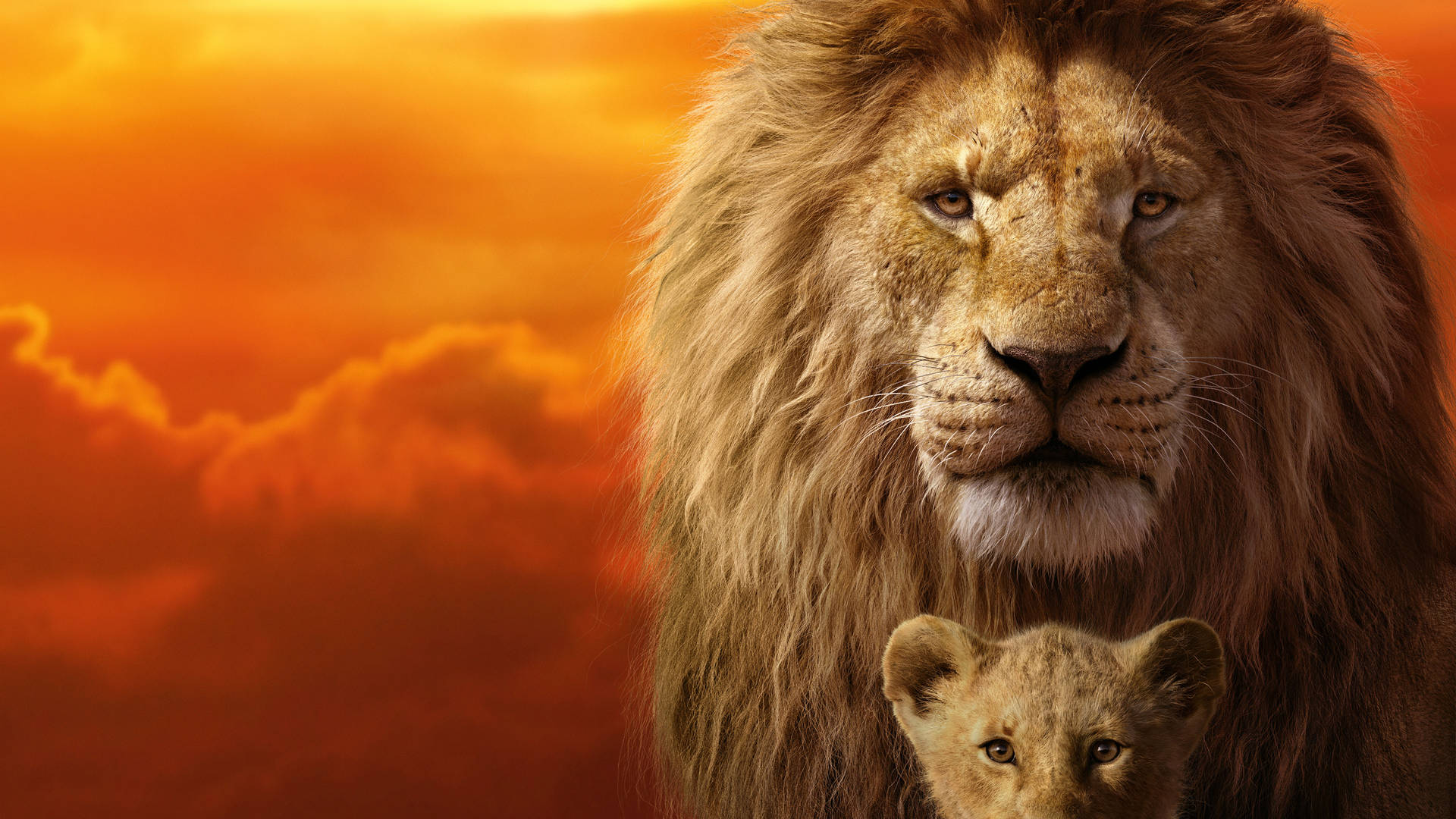 Lion King 7680X4320 Wallpaper and Background Image