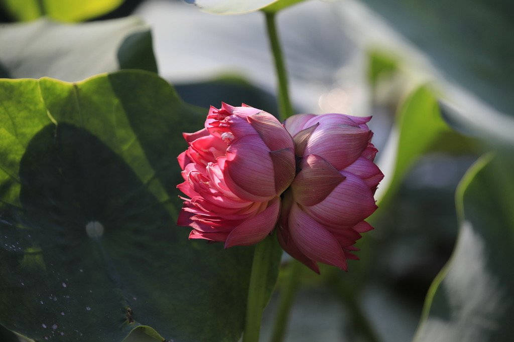 1024X682 Lotus Flower Wallpaper and Background
