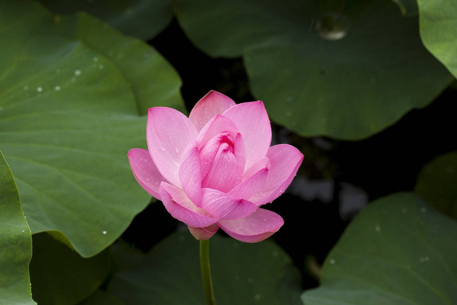 Lotus Flower 1600X1067 Wallpaper and Background Image