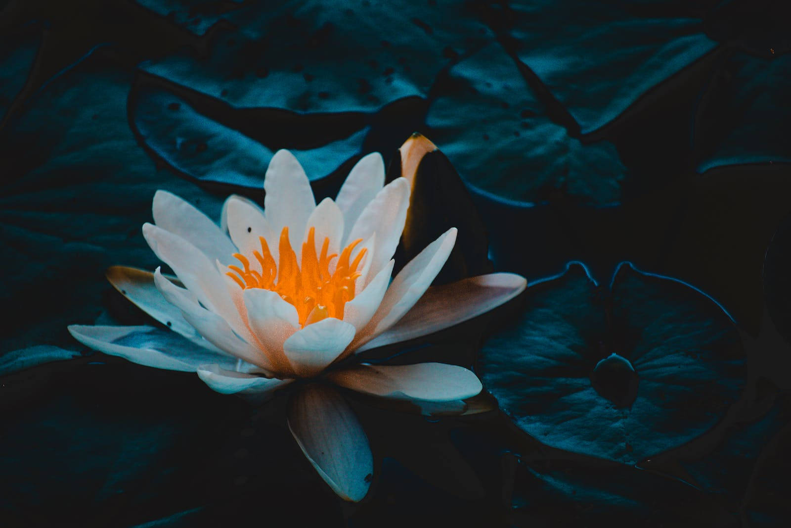 Lotus Flower 1600X1067 Wallpaper and Background Image