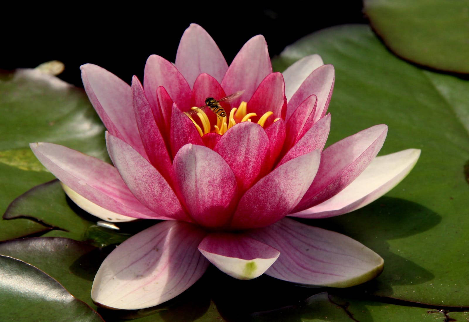 Lotus Flower 1600X1099 Wallpaper and Background Image