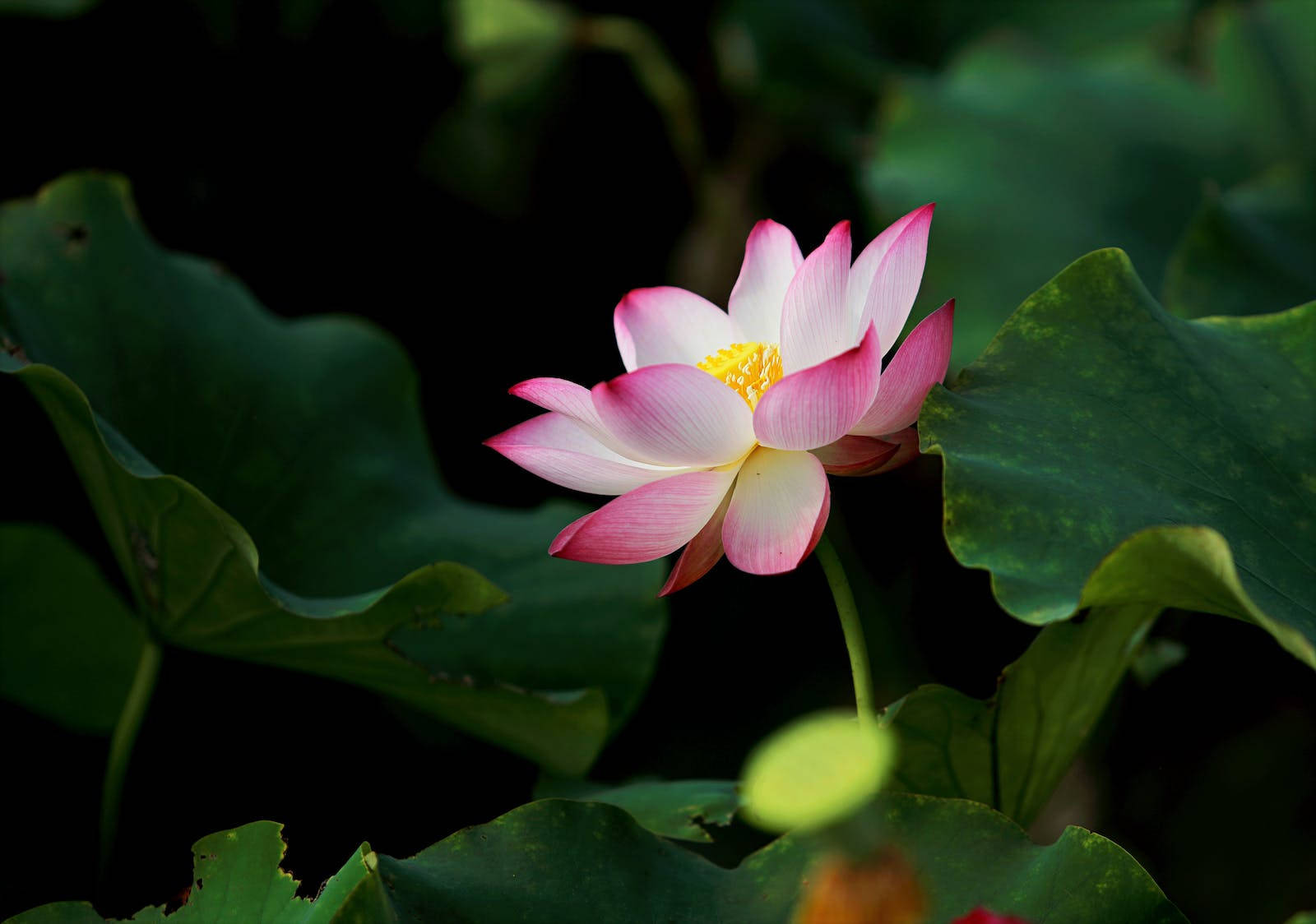 Lotus Flower 1600X1124 Wallpaper and Background Image