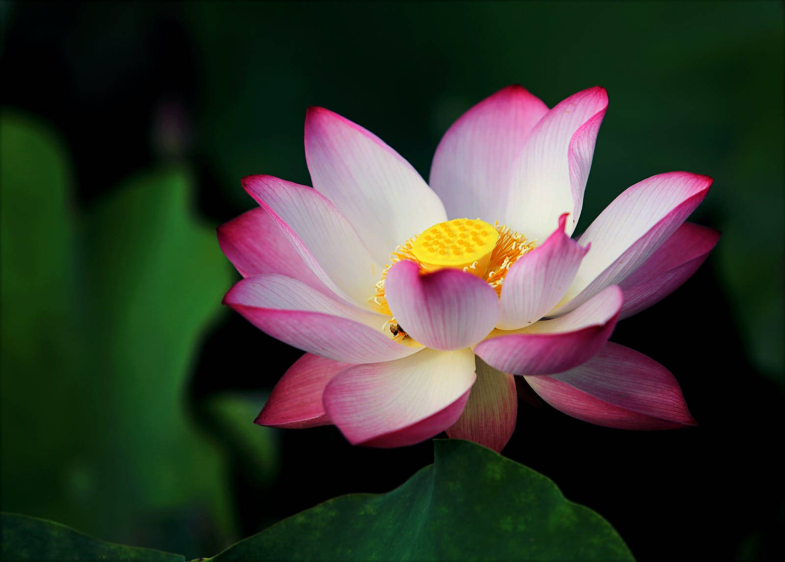 Lotus Flower 1600X1146 Wallpaper and Background Image