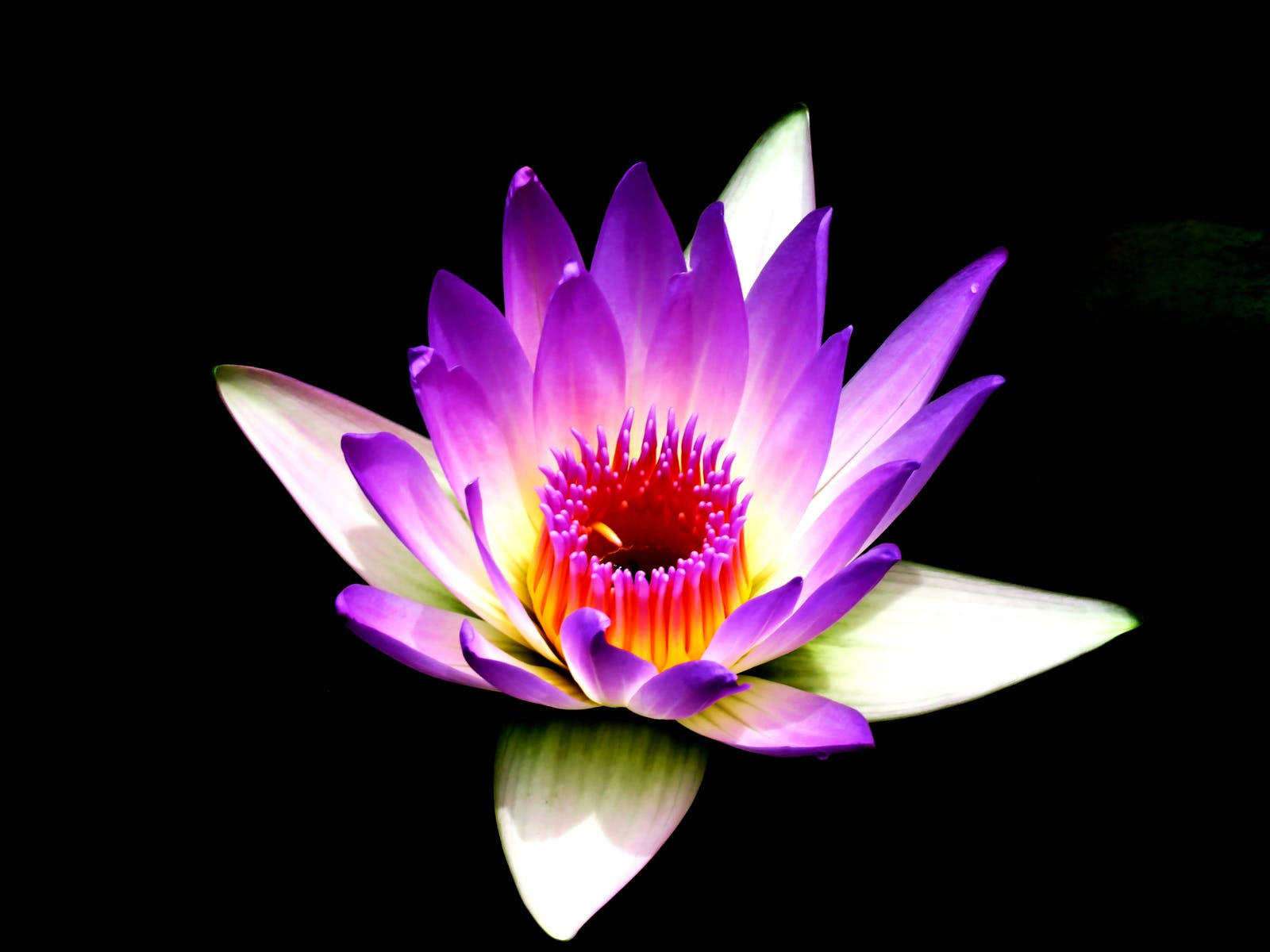 1600X1200 Lotus Flower Wallpaper and Background